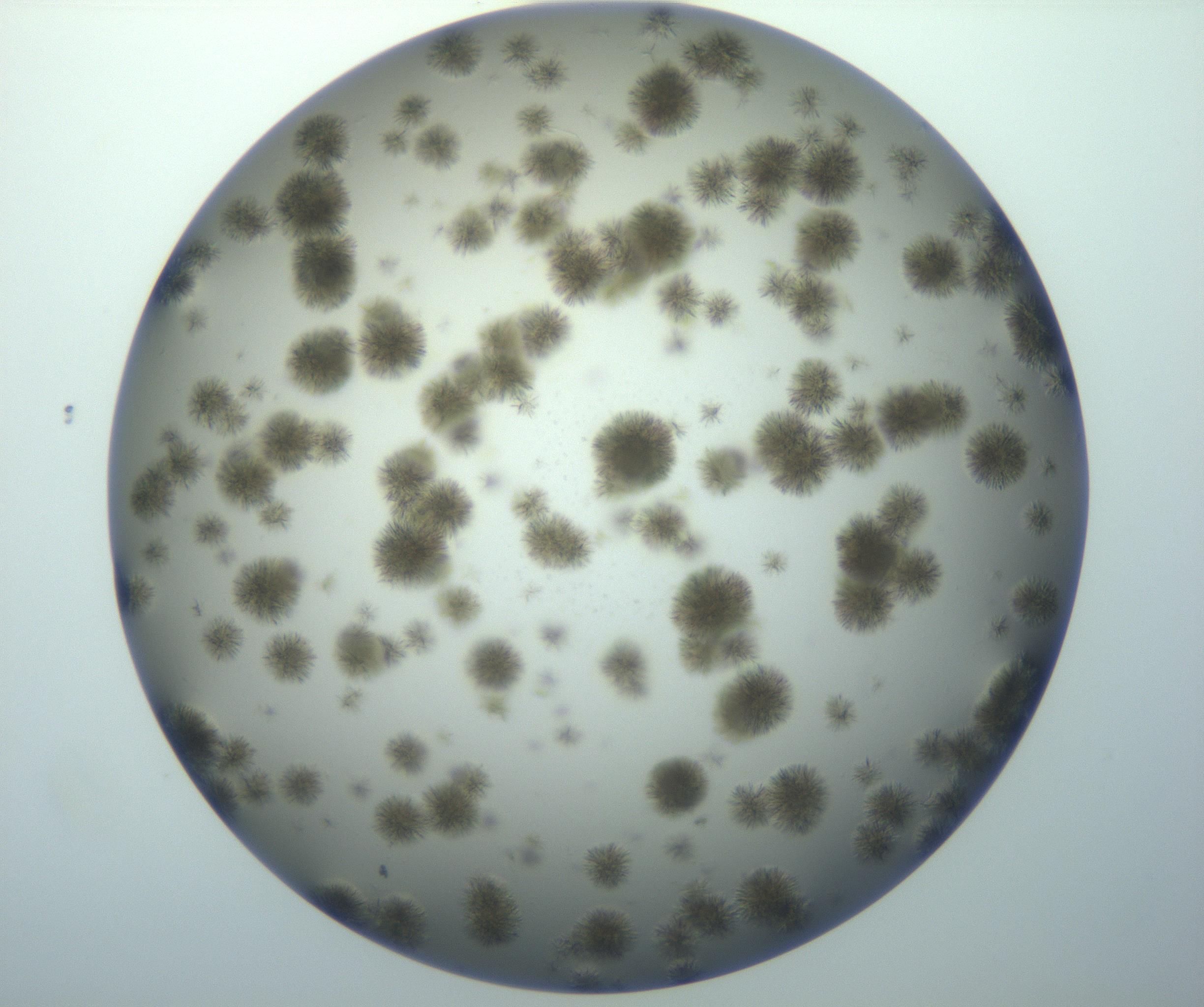 RI01_03_000_0212_Proj1_Clon1_MC_0000MC102992_005_161124_07_08_02_00_99_002_001_RAI.jpg