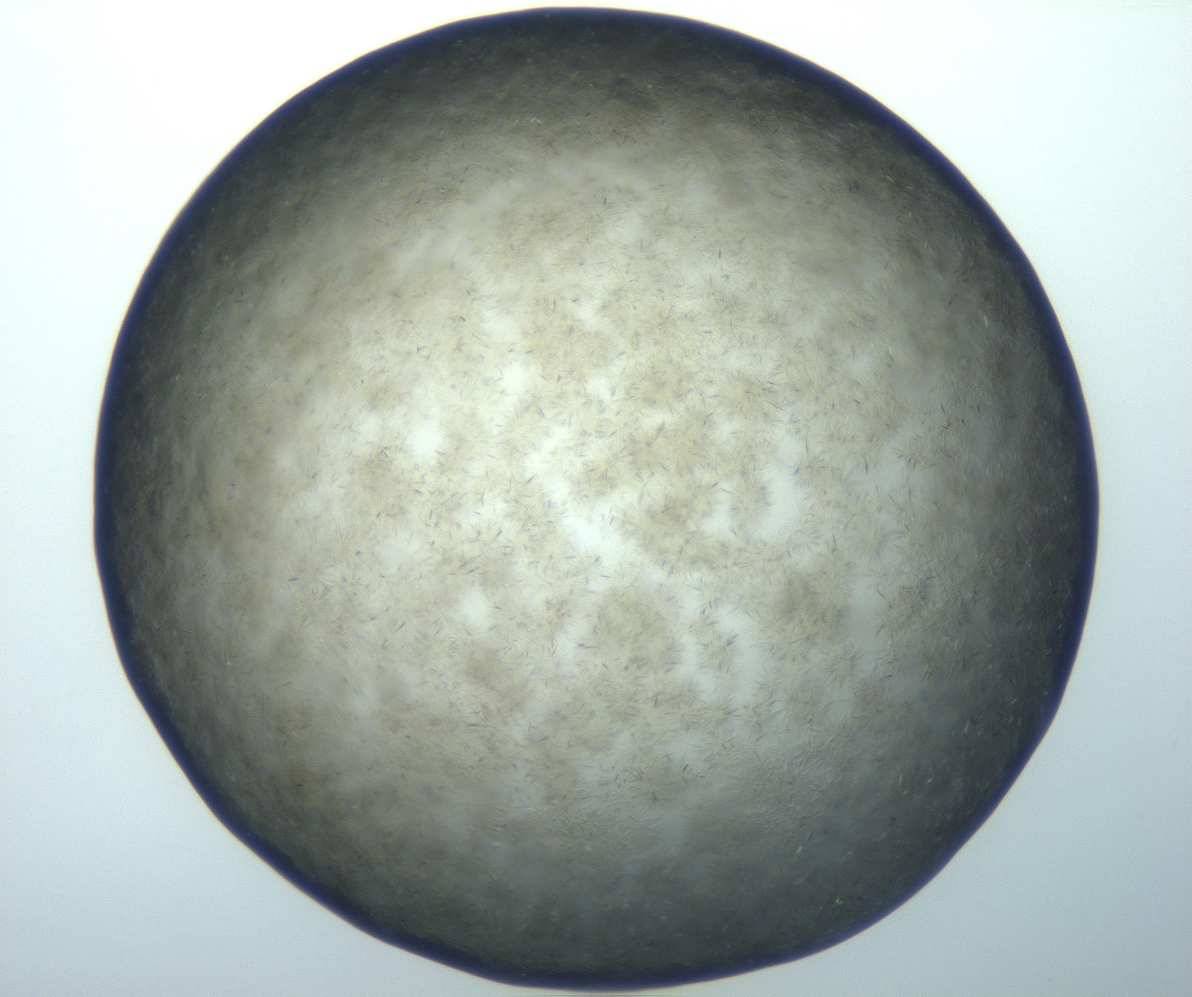 RI01_03_000_0212_Proj1_Clon1_MC_0000MC102992_005_161124_08_02_02_00_99_002_001_RAI.jpg