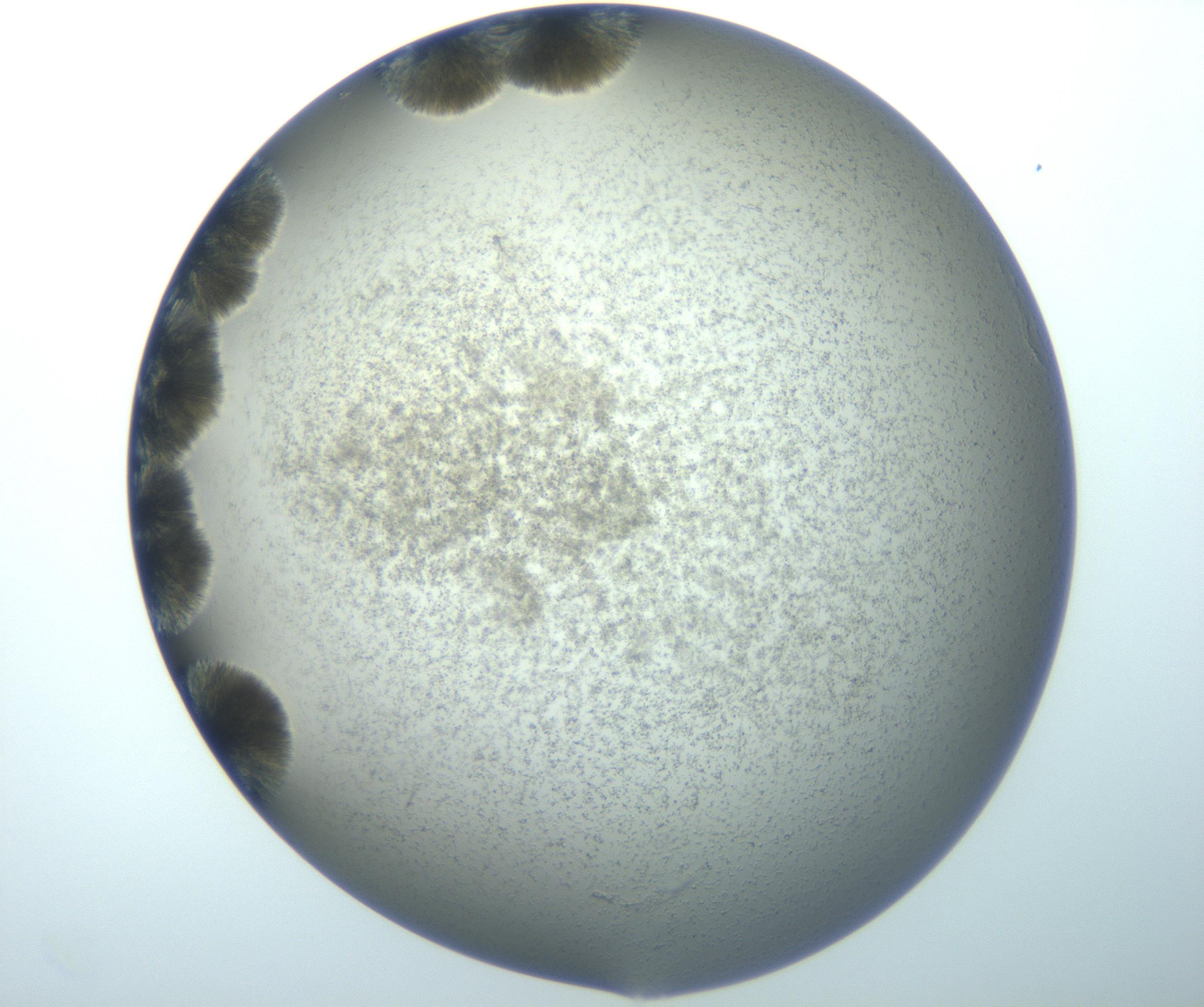 RI01_03_000_0212_Proj1_Clon1_MC_0000MC102992_005_161124_08_03_02_00_99_002_001_RAI.jpg