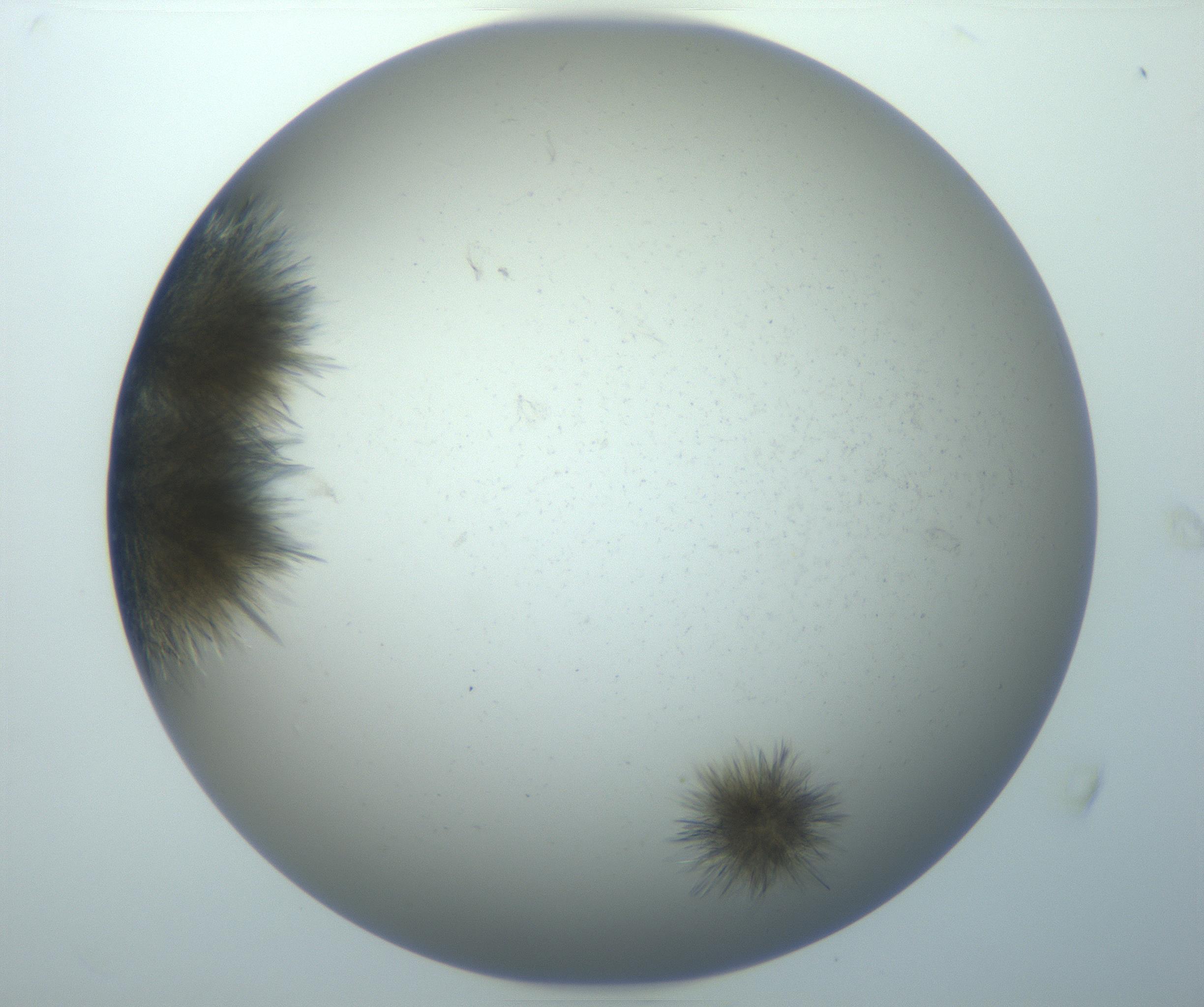 RI01_03_000_0212_Proj1_Clon1_MC_0000MC102992_005_161124_08_05_02_00_99_002_001_RAI.jpg