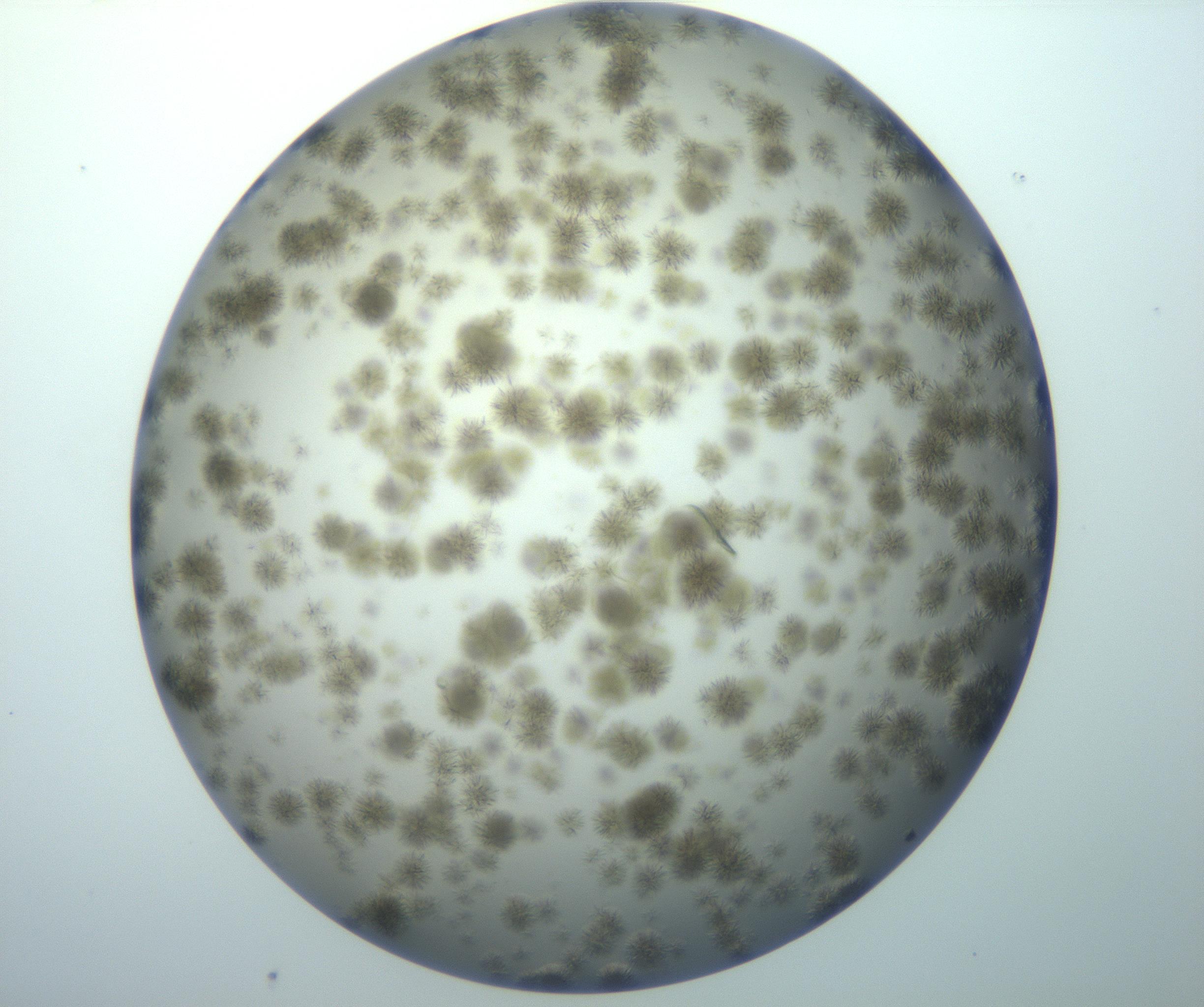 RI01_03_000_0212_Proj1_Clon1_MC_0000MC102992_005_161124_09_08_02_00_99_002_001_RAI.jpg