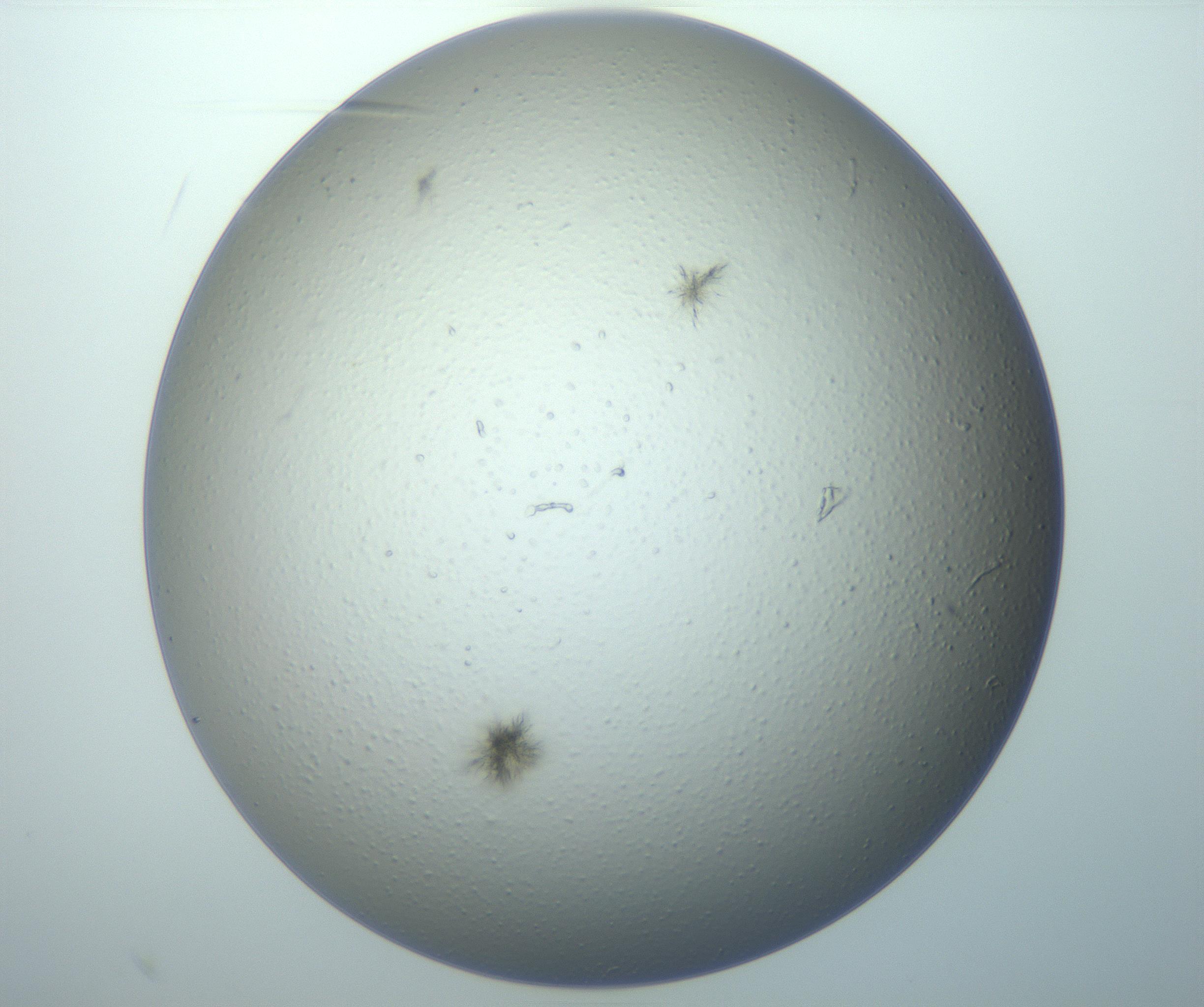 RI01_03_000_0212_Proj1_Clon1_MC_0000MC102992_005_161124_10_07_02_00_99_002_001_RAI.jpg