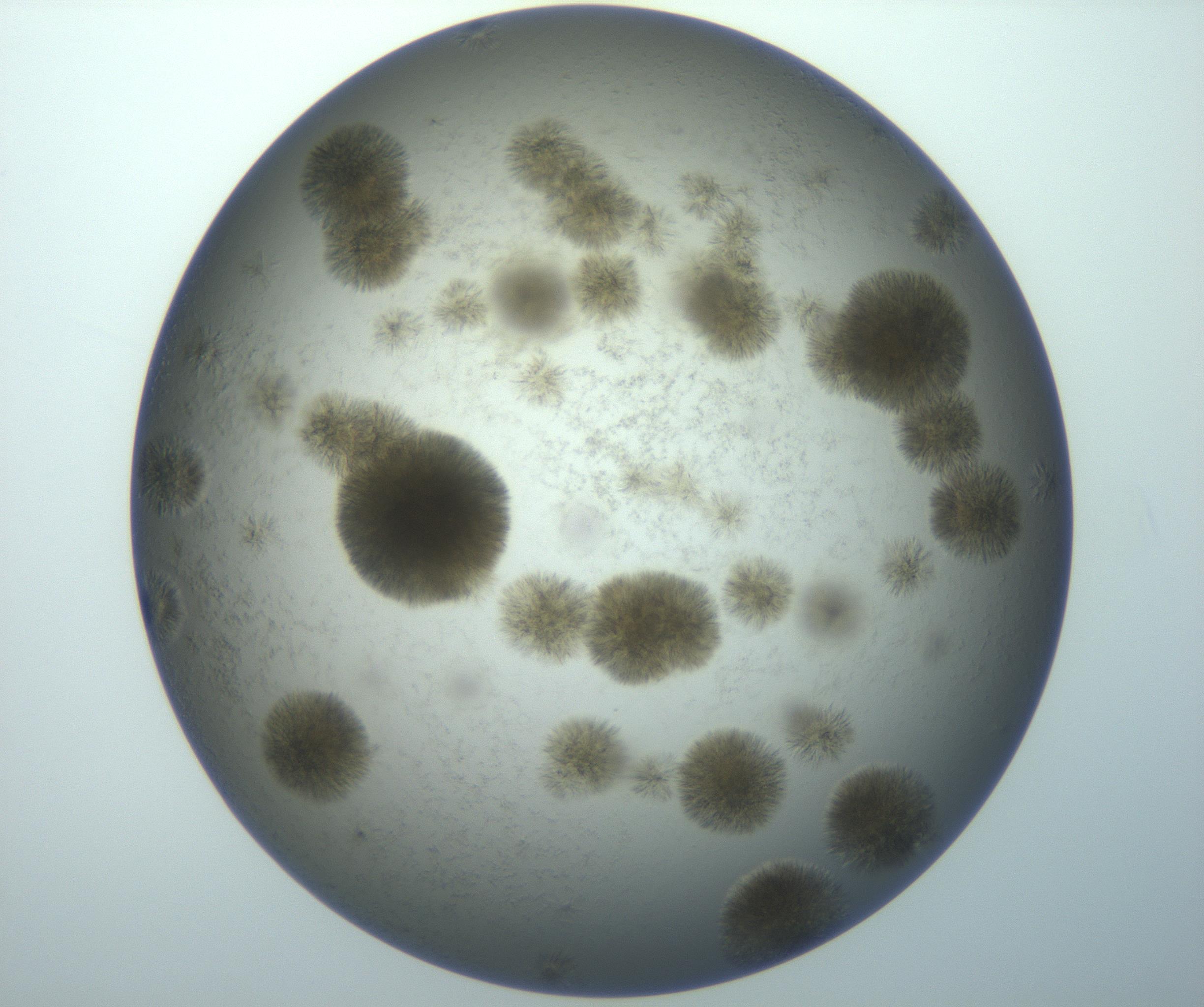 RI01_03_000_0212_Proj1_Clon1_MC_0000MC102992_005_161124_11_06_02_00_99_002_001_RAI.jpg