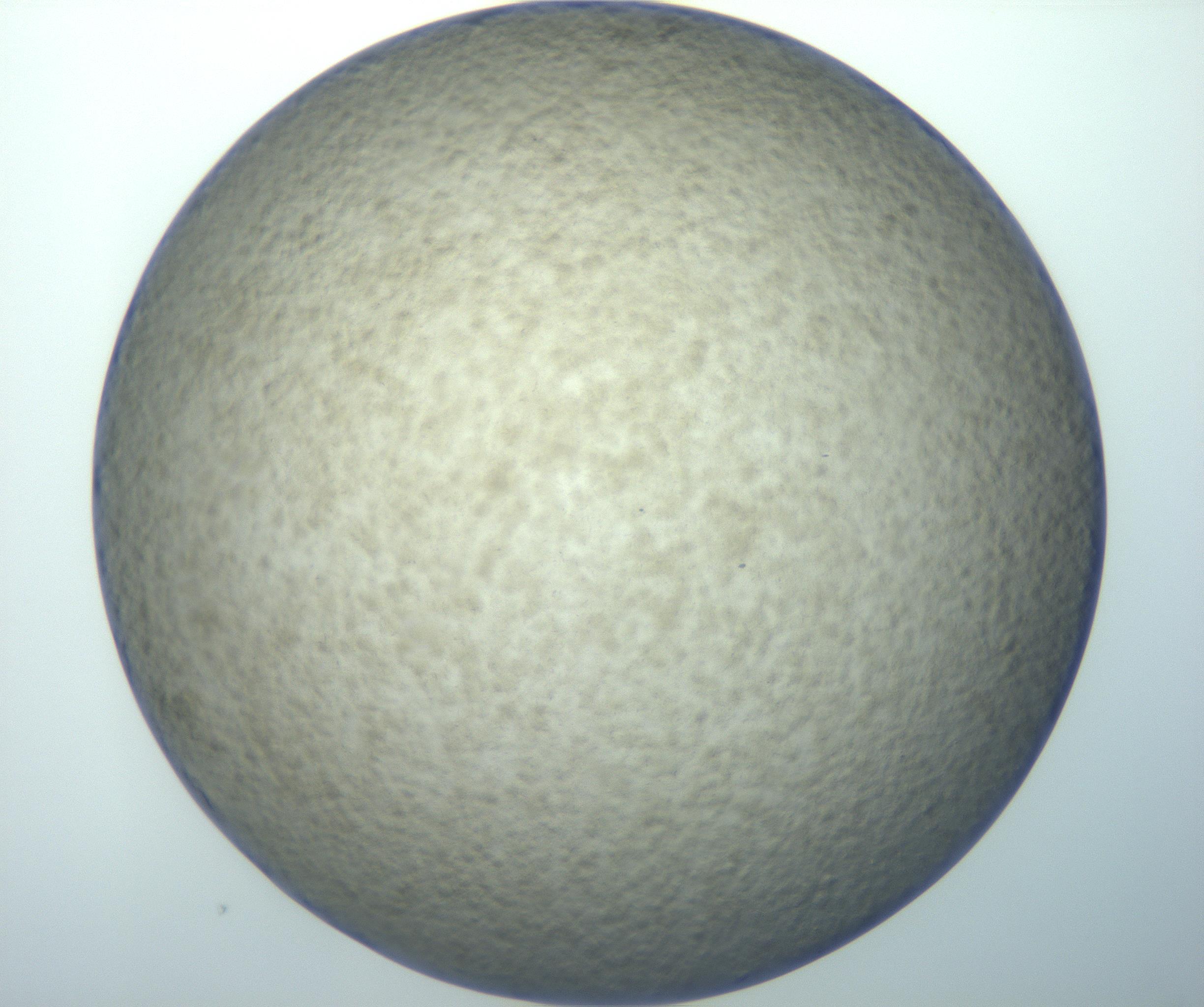 RI01_03_000_0212_Proj1_Clon1_MC_0000MC102992_005_161124_12_06_02_00_99_002_001_RAI.jpg