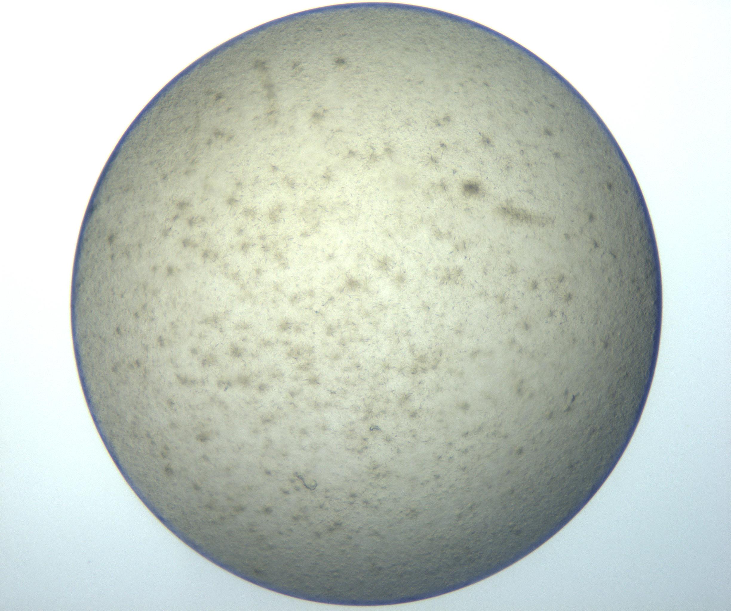 RI01_03_000_0212_Proj1_Clon1_MC_0000MC102992_005_161124_12_07_02_00_99_002_001_RAI.jpg