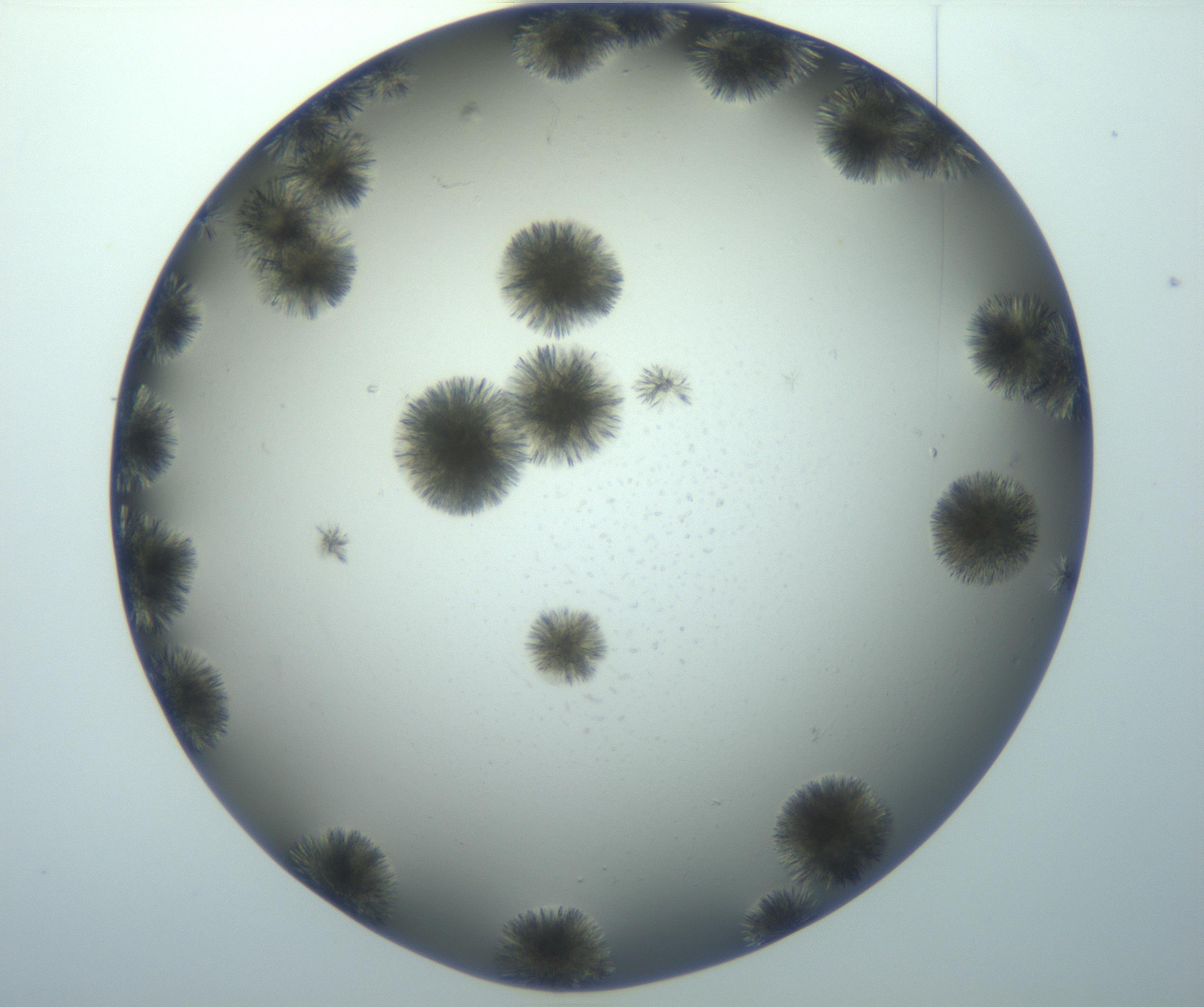 RI01_03_000_0212_Proj1_Clon1_MC_0000MC102993_005_161124_02_03_02_00_99_002_001_RAI.jpg