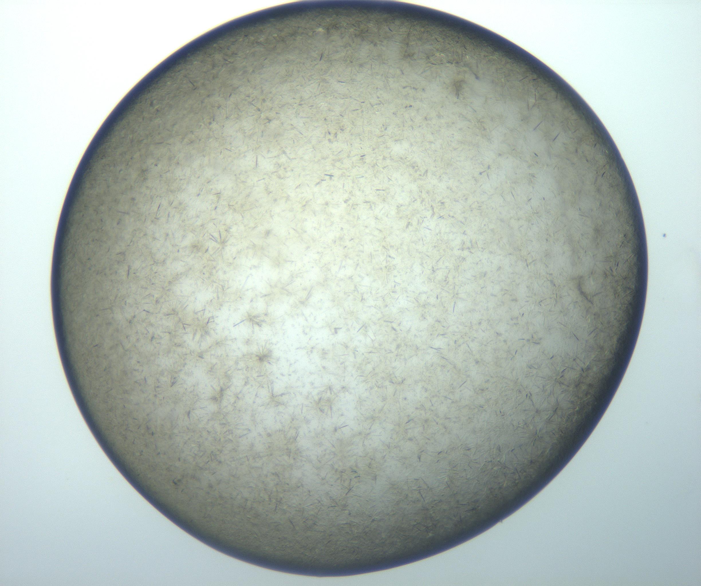 RI01_03_000_0212_Proj1_Clon1_MC_0000MC102993_005_161124_03_06_02_00_99_002_001_RAI.jpg