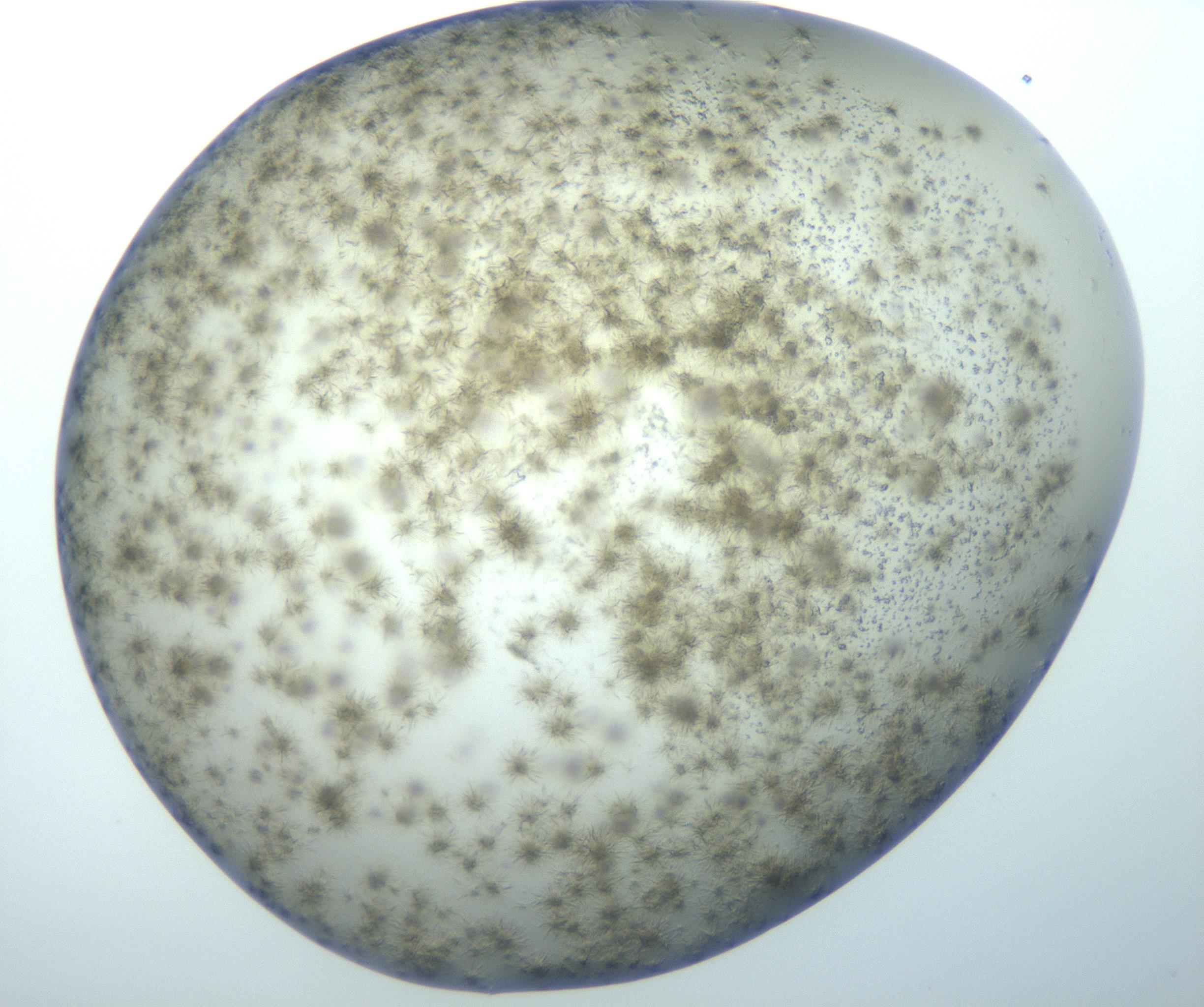 RI01_03_000_0212_Proj1_Clon1_MC_0000MC102993_005_161124_04_08_02_00_99_002_001_RAI.jpg