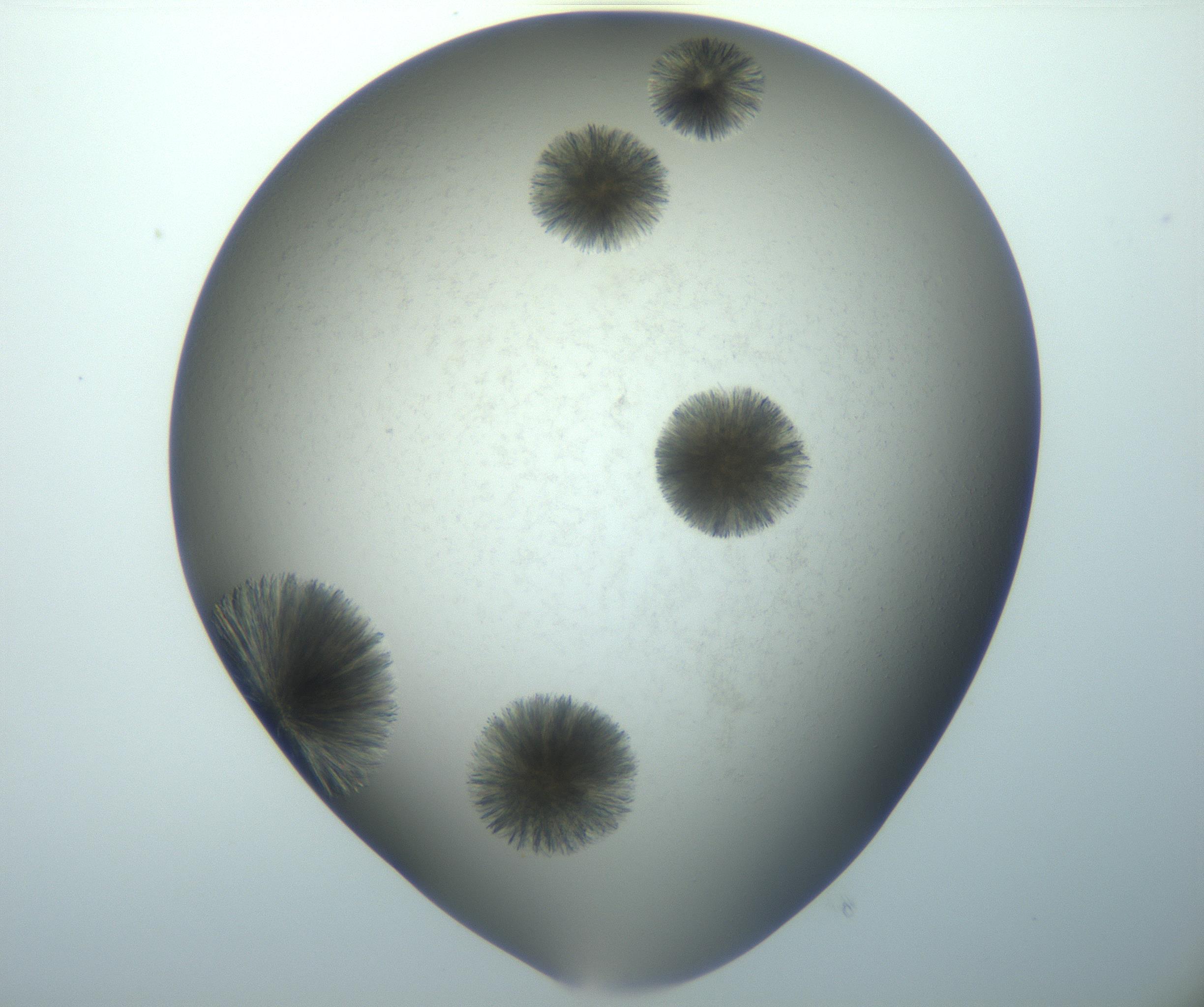 RI01_03_000_0212_Proj1_Clon1_MC_0000MC102993_005_161124_05_02_02_00_99_002_001_RAI.jpg
