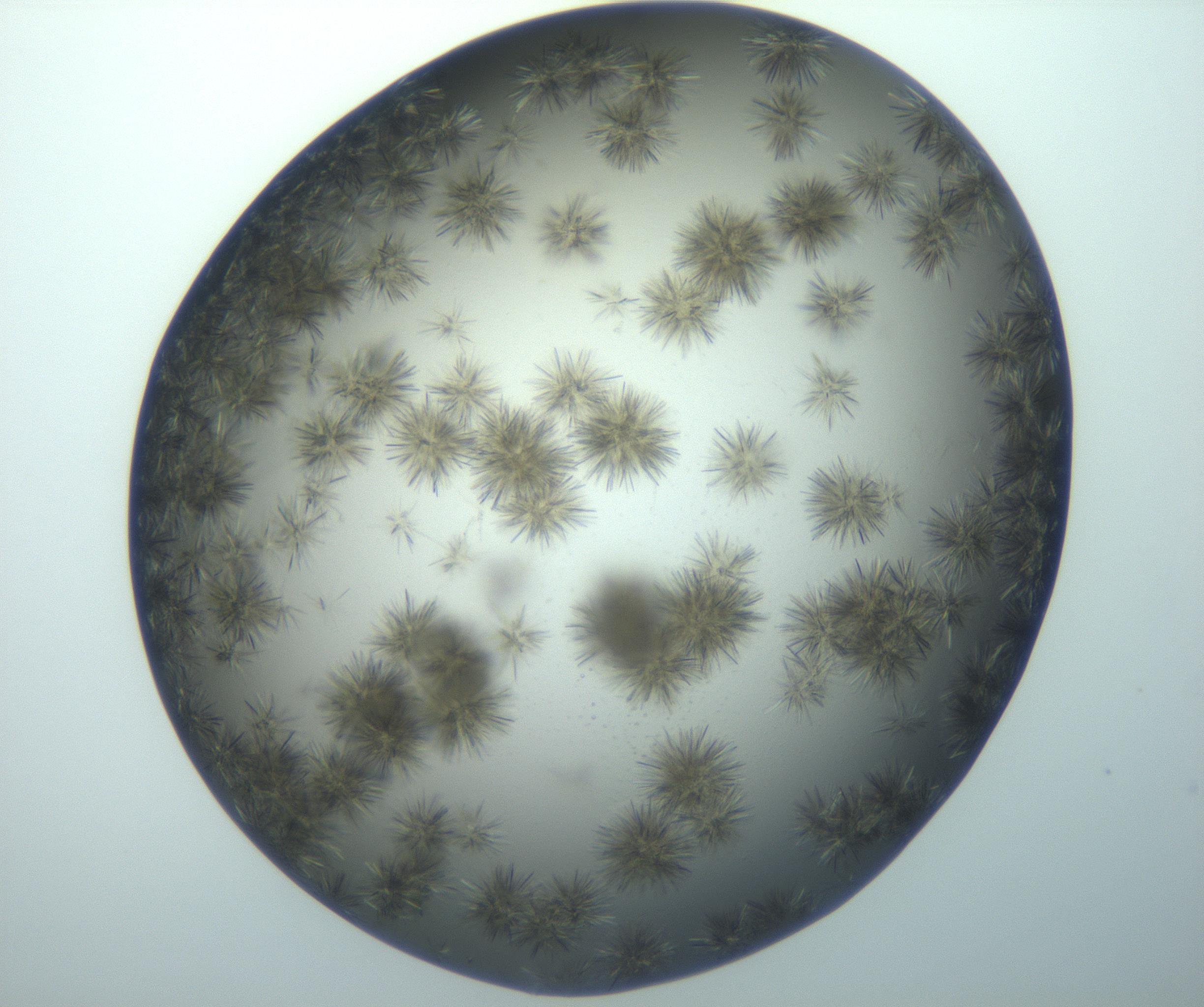 RI01_03_000_0212_Proj1_Clon1_MC_0000MC102993_005_161124_05_06_02_00_99_002_001_RAI.jpg