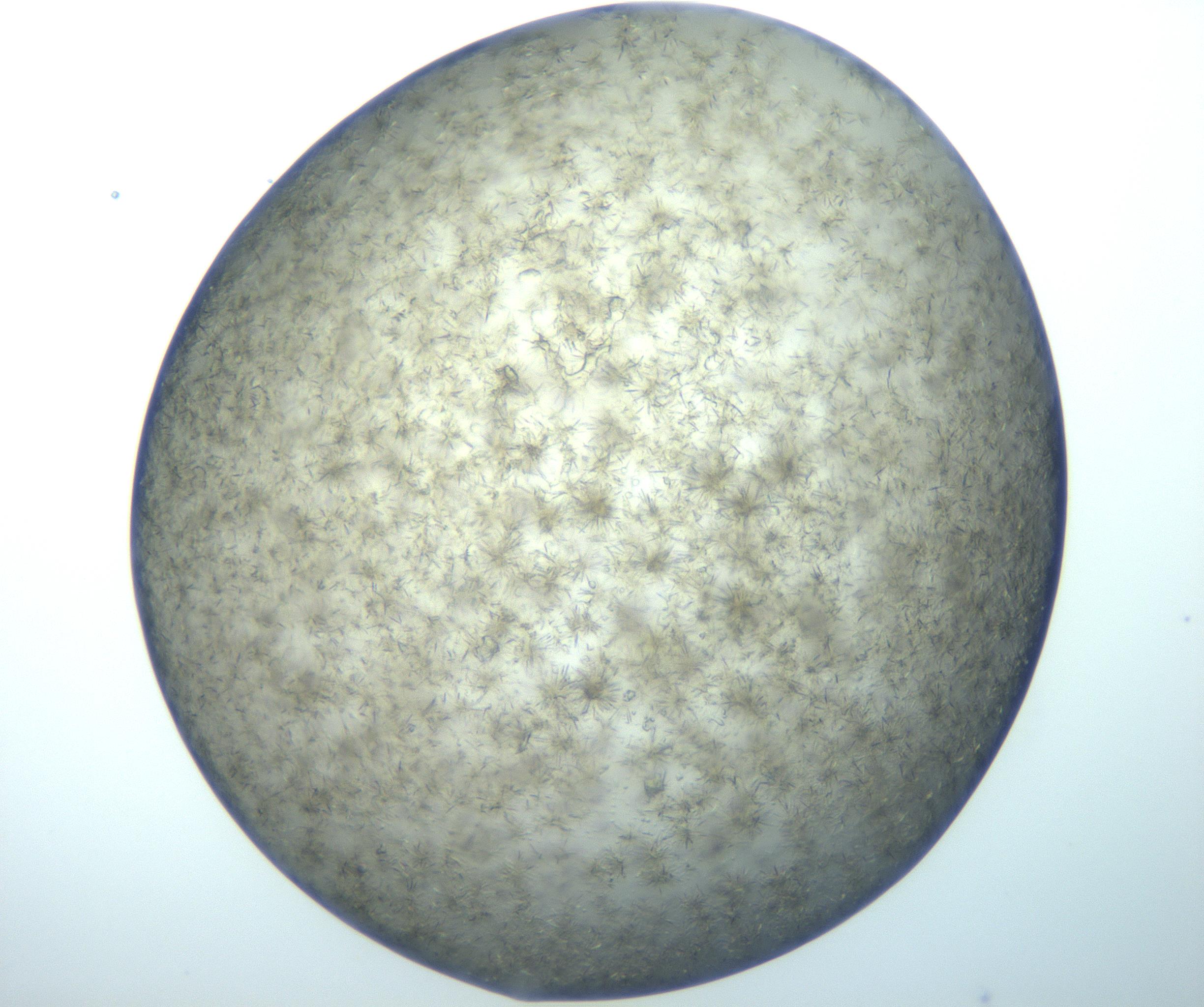 RI01_03_000_0212_Proj1_Clon1_MC_0000MC102993_005_161124_06_07_02_00_99_002_001_RAI.jpg