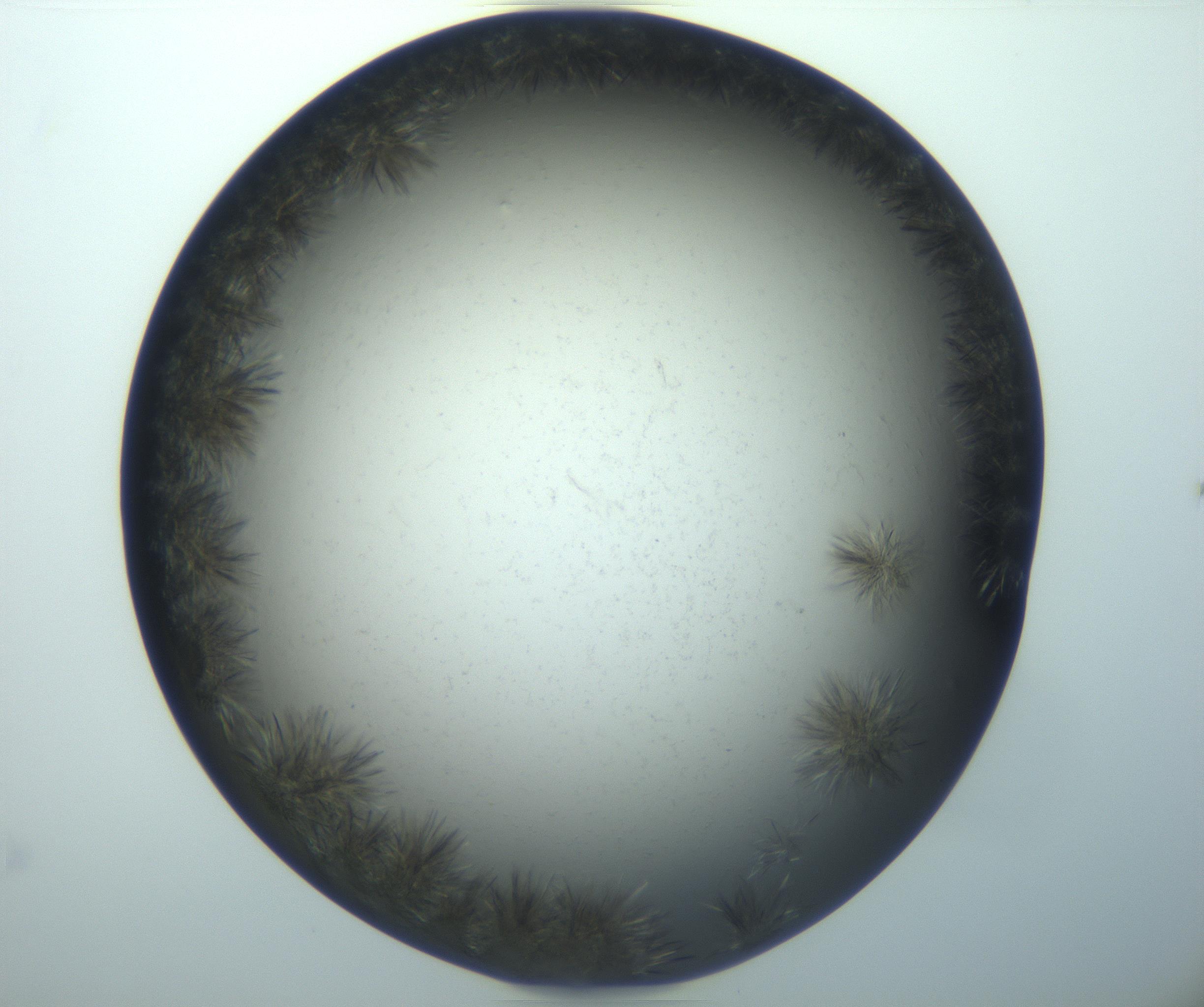 RI01_03_000_0212_Proj1_Clon1_MC_0000MC102993_005_161124_07_05_02_00_99_002_001_RAI.jpg
