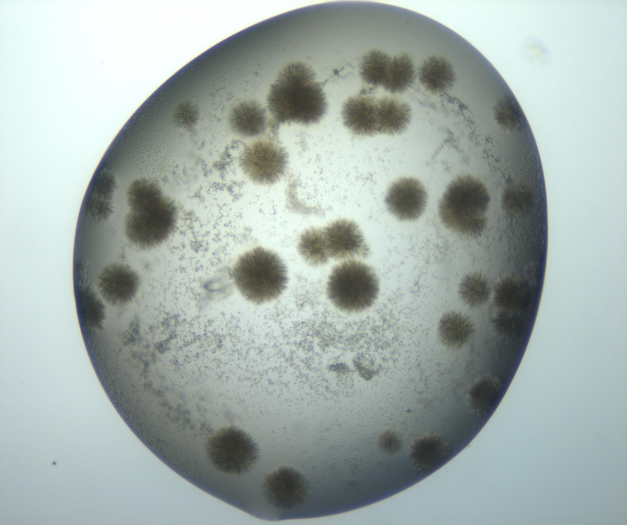 RI01_03_000_0212_Proj1_Clon1_MC_0000MC102993_005_161124_07_07_02_00_99_002_001_RAI.jpg