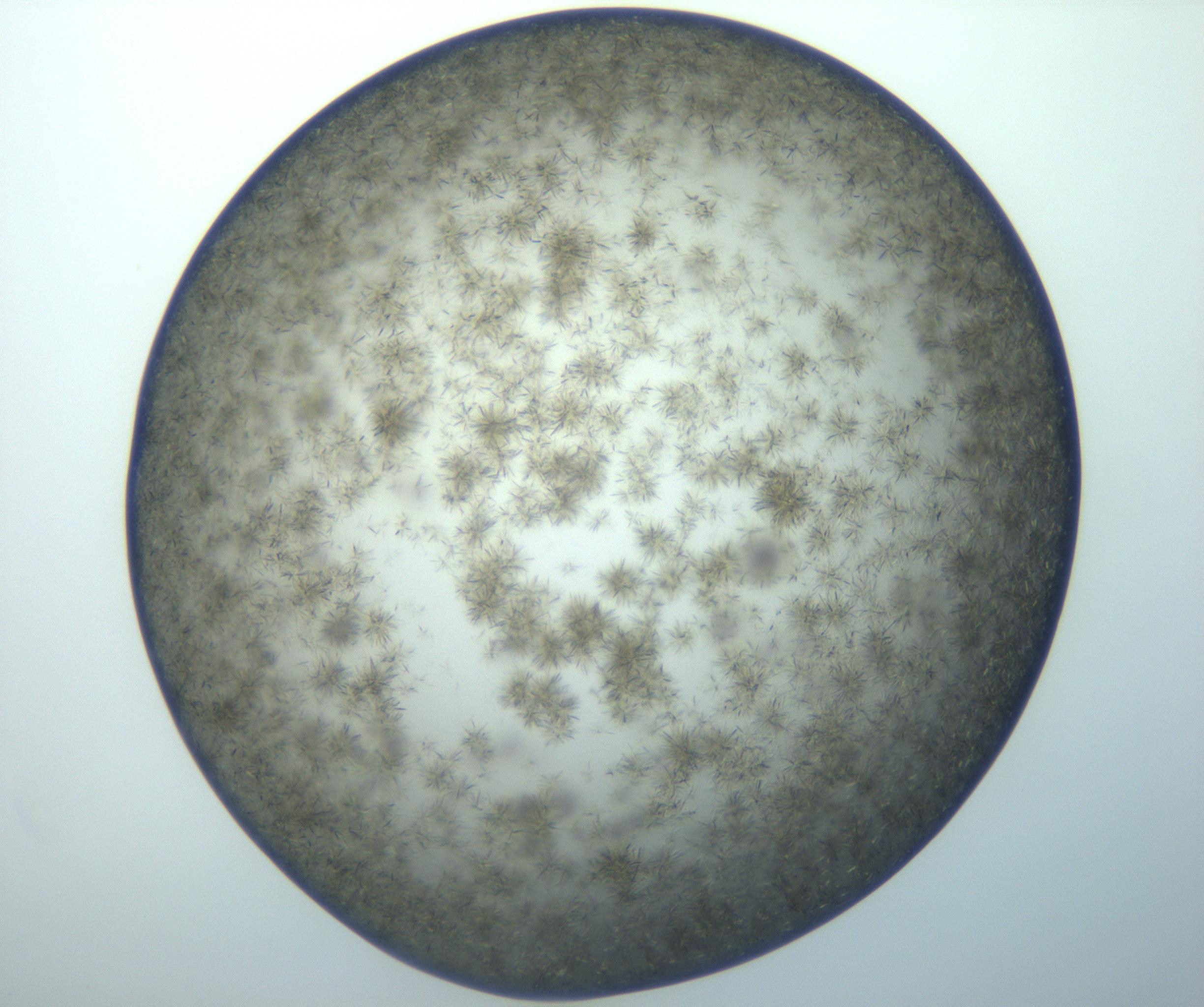 RI01_03_000_0212_Proj1_Clon1_MC_0000MC102993_005_161124_09_06_02_00_99_002_001_RAI.jpg