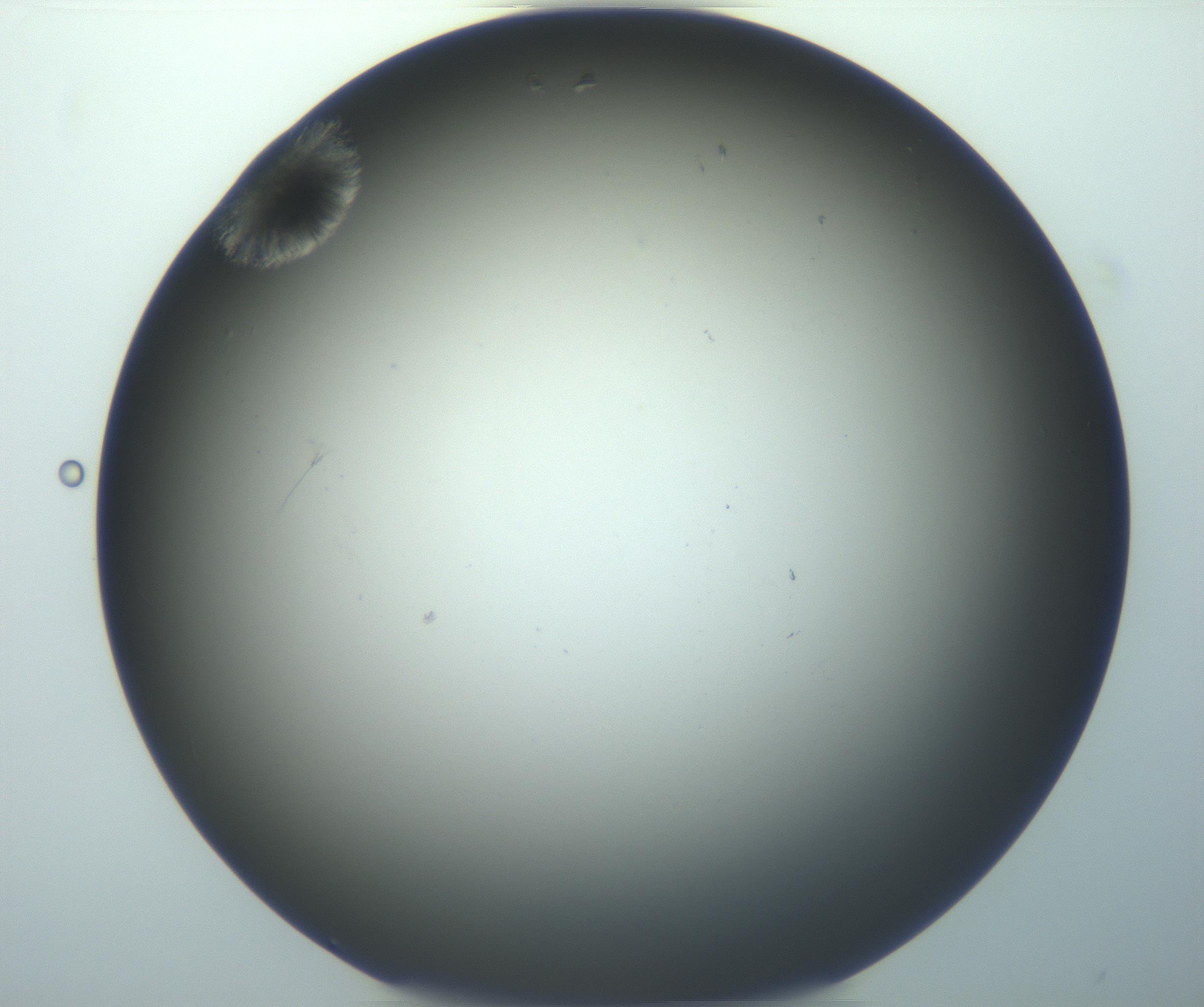 RI01_03_000_0212_Proj1_Clon1_MC_0000MC102993_005_161124_11_05_01_00_99_002_001_RAI.jpg