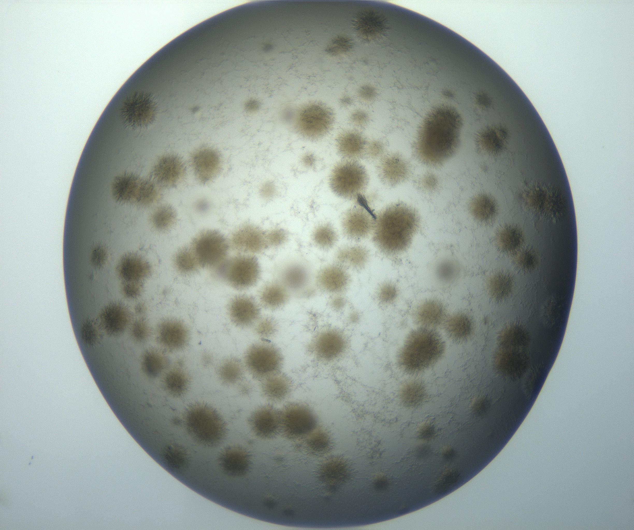 RI01_03_000_0212_Proj1_Clon1_MC_0000MC102993_005_161124_12_06_02_00_99_002_001_RAI.jpg