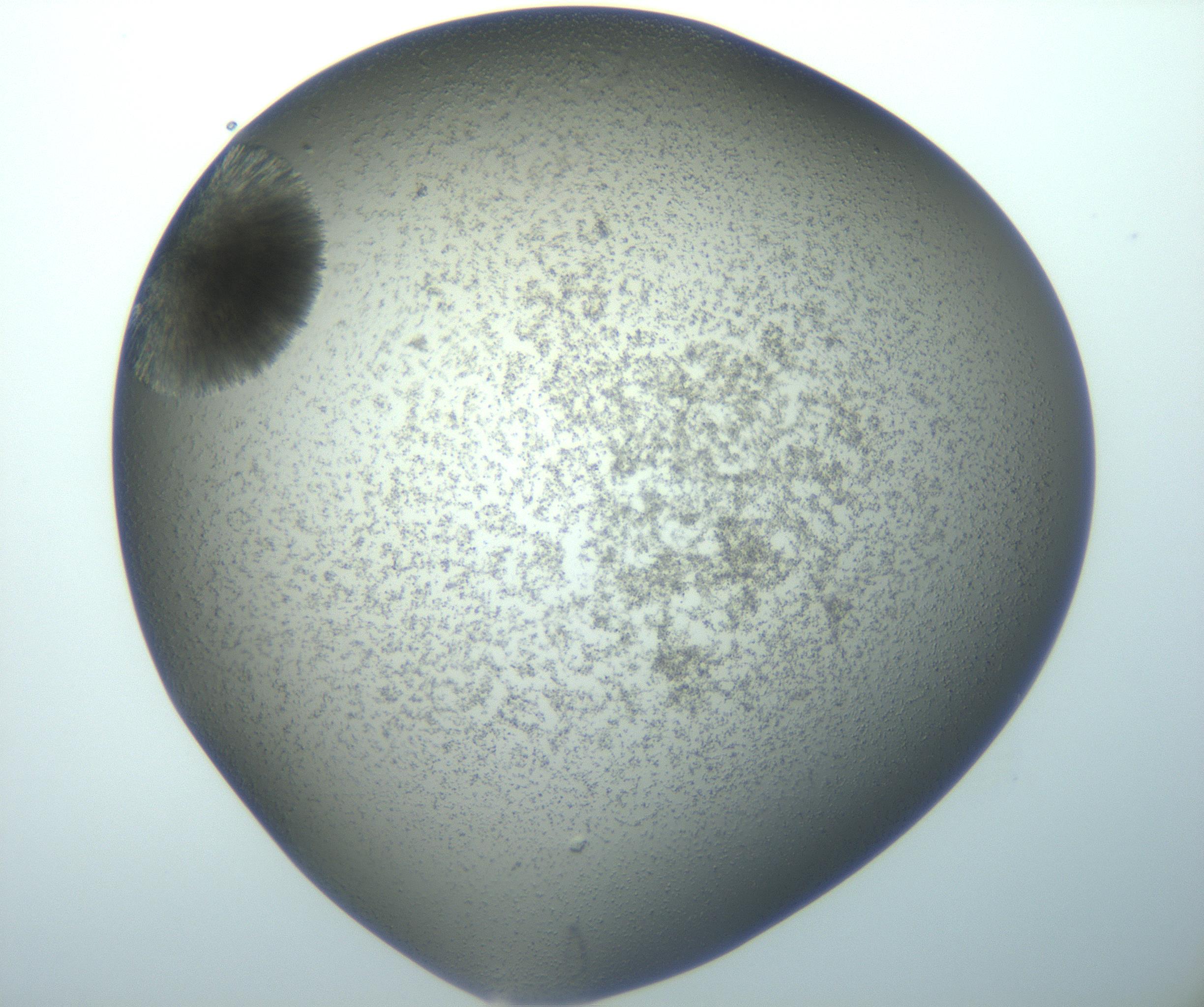 RI01_03_000_0212_Proj1_Clon1_MC_0000MC102993_007_161201_04_02_02_00_99_002_001_RAI.jpg