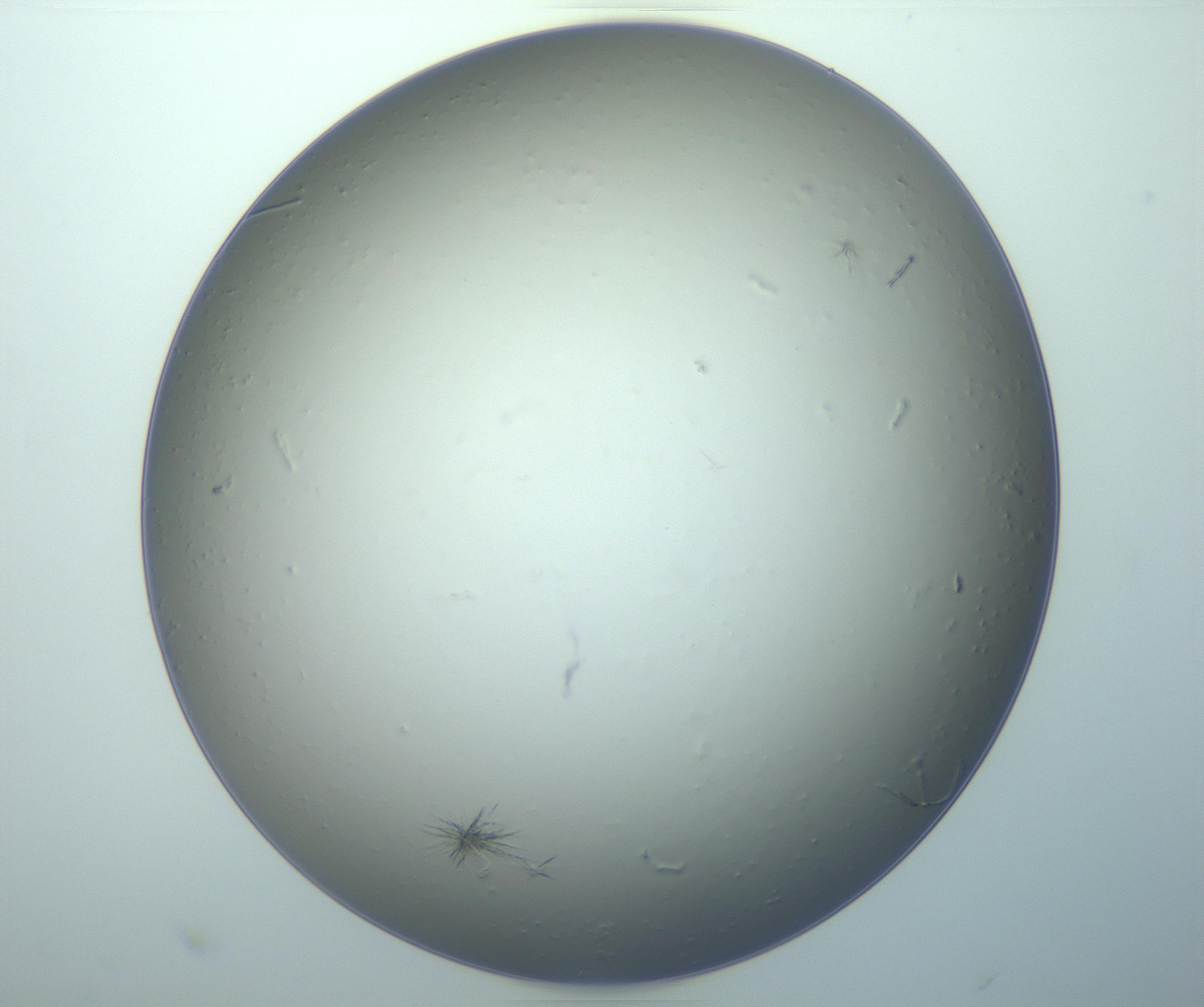 RI01_03_000_0212_Proj1_Clon1_MC_0000MC102993_008_161208_08_06_02_00_99_002_001_RAI.jpg