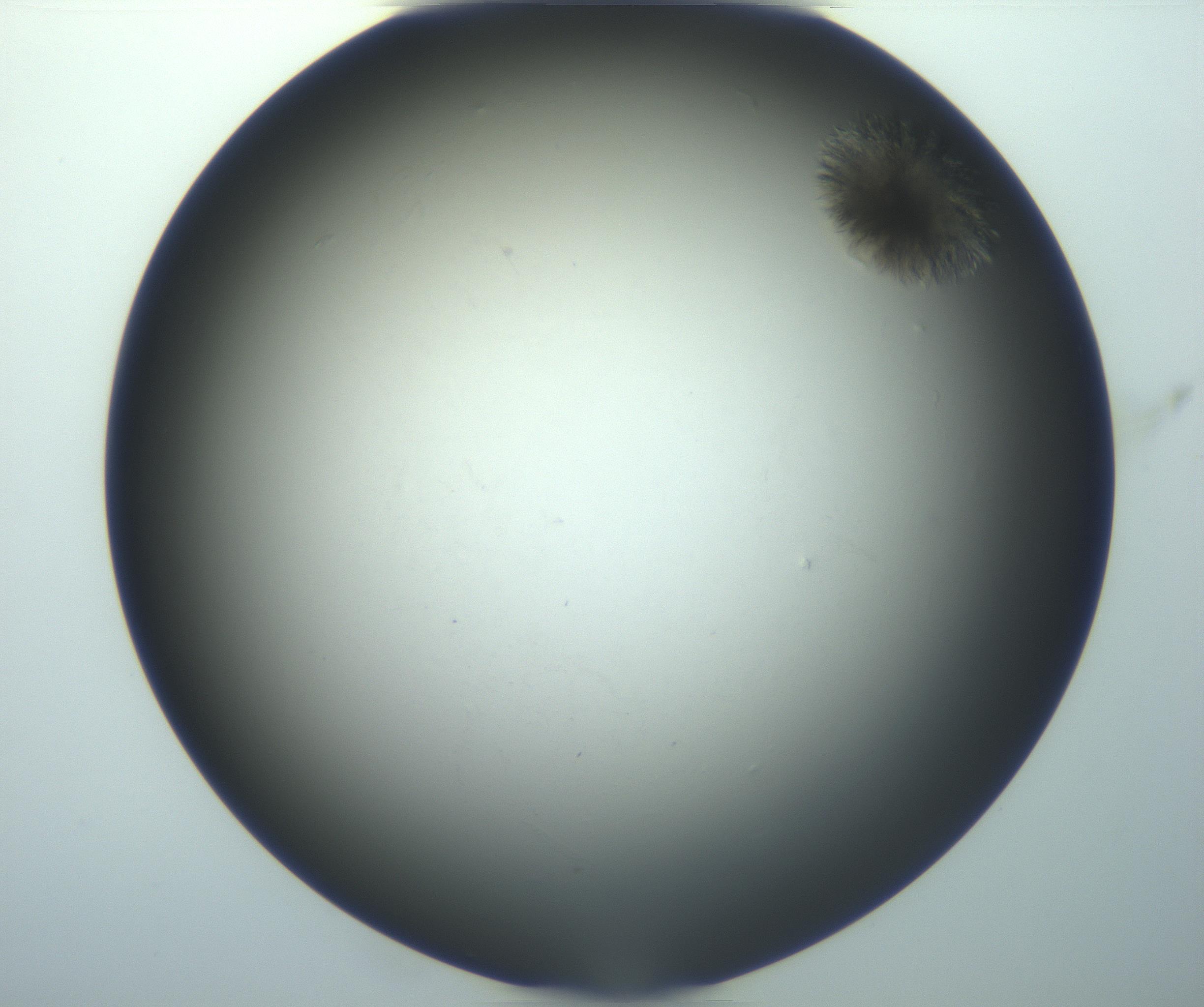 RI01_03_000_0212_Proj1_Clon1_MC_0000MC102994_005_161124_01_04_01_00_99_002_001_RAI.jpg