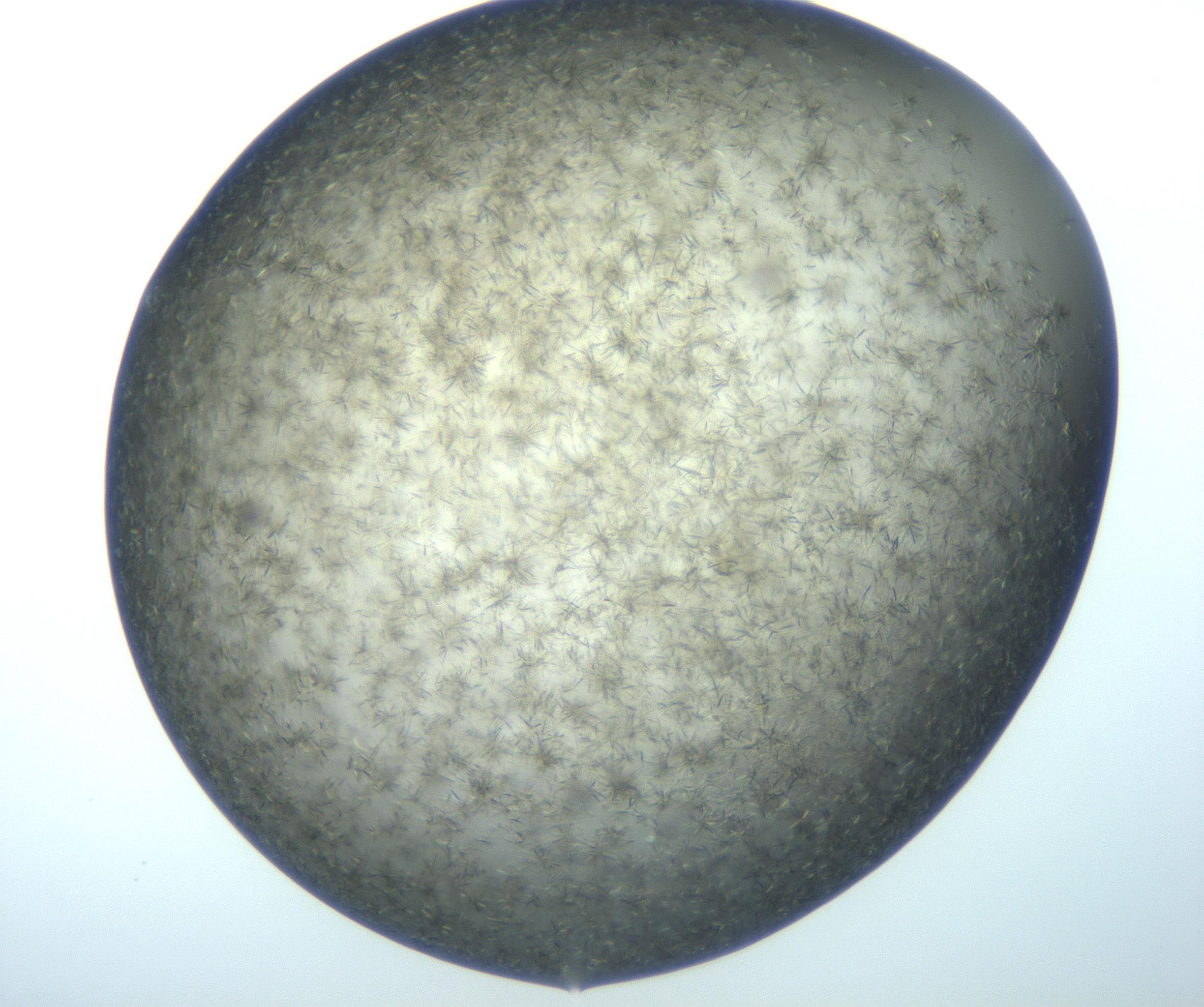 RI01_03_000_0212_Proj1_Clon1_MC_0000MC102994_005_161124_01_05_02_00_99_002_001_RAI.jpg