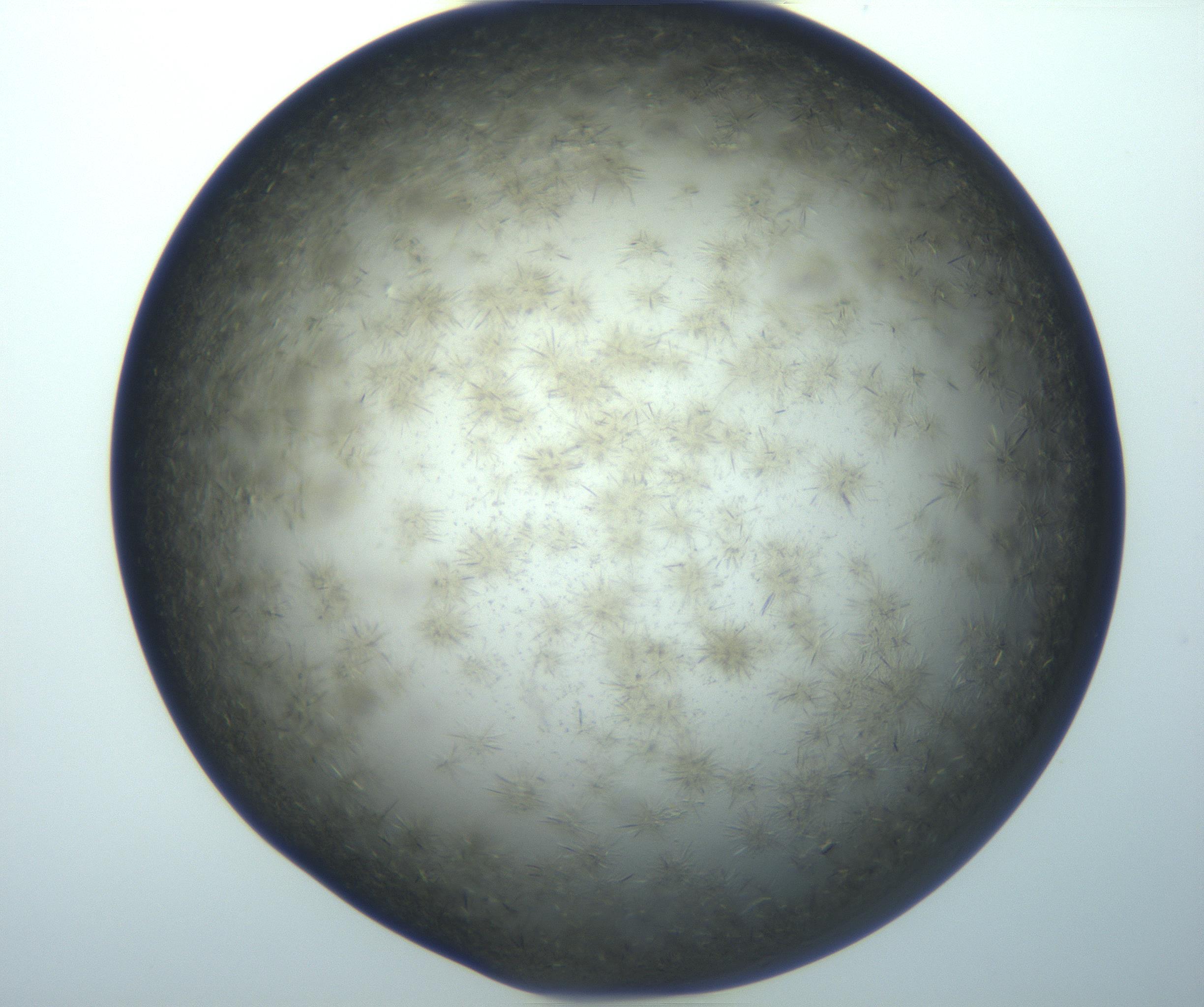 RI01_03_000_0212_Proj1_Clon1_MC_0000MC102994_005_161124_03_02_02_00_99_002_001_RAI.jpg
