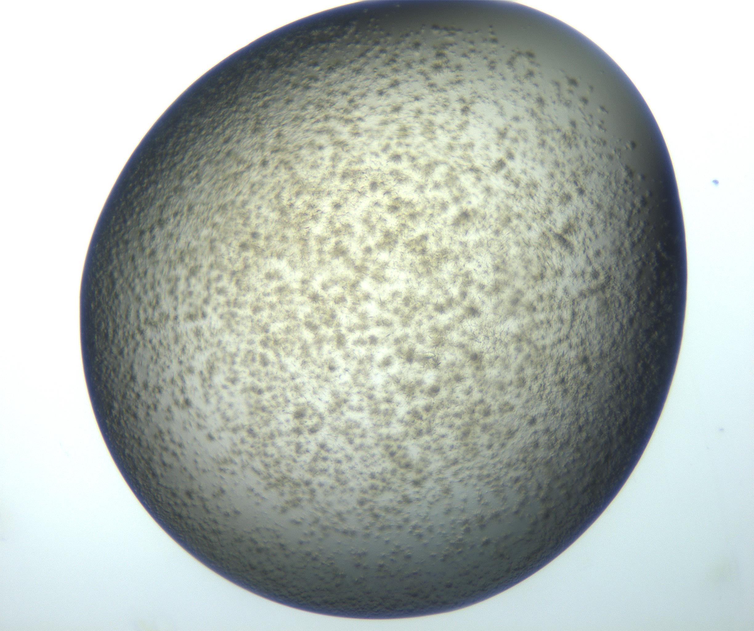 RI01_03_000_0212_Proj1_Clon1_MC_0000MC102994_005_161124_03_08_02_00_99_002_001_RAI.jpg