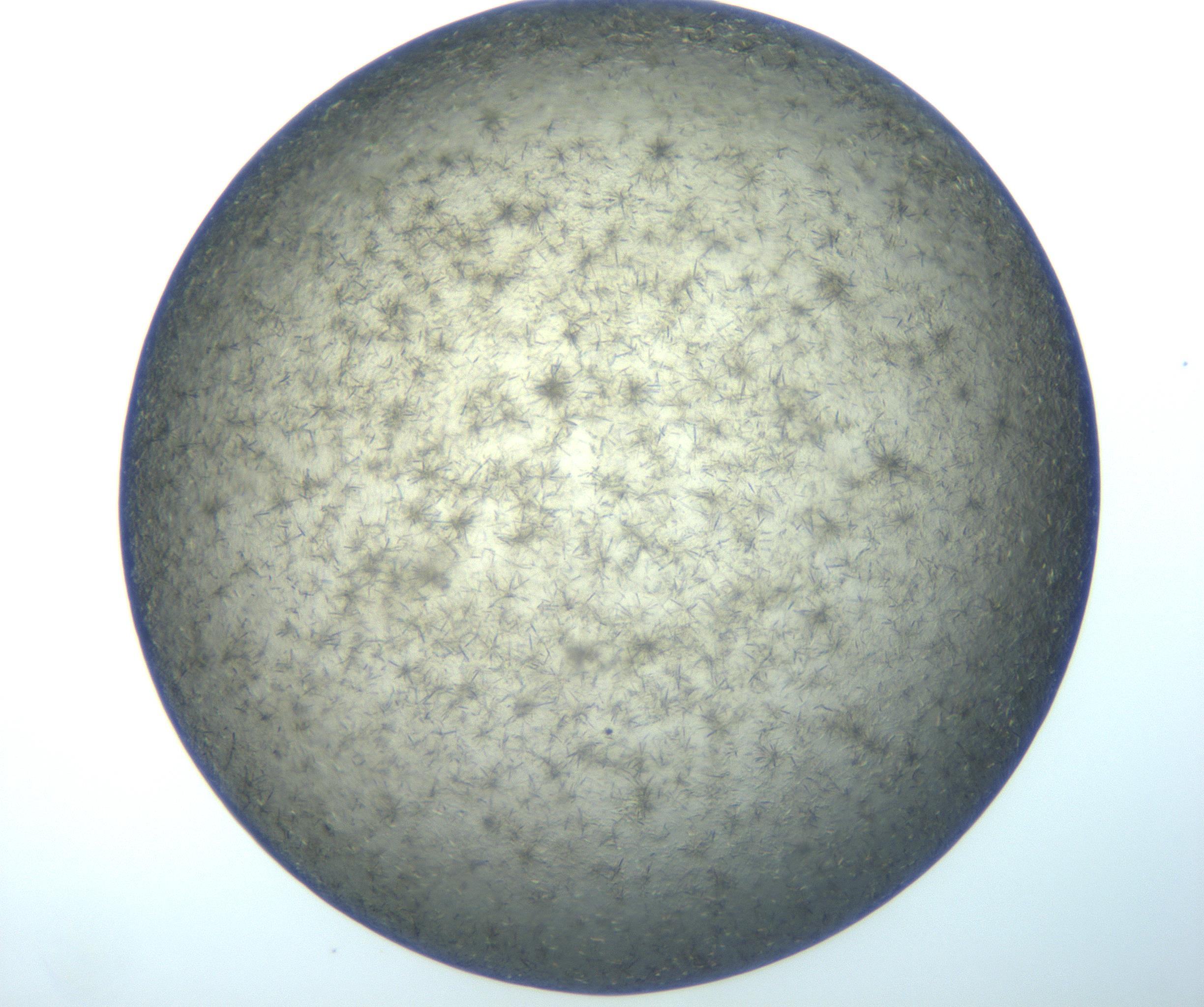 RI01_03_000_0212_Proj1_Clon1_MC_0000MC102994_005_161124_05_05_02_00_99_002_001_RAI.jpg