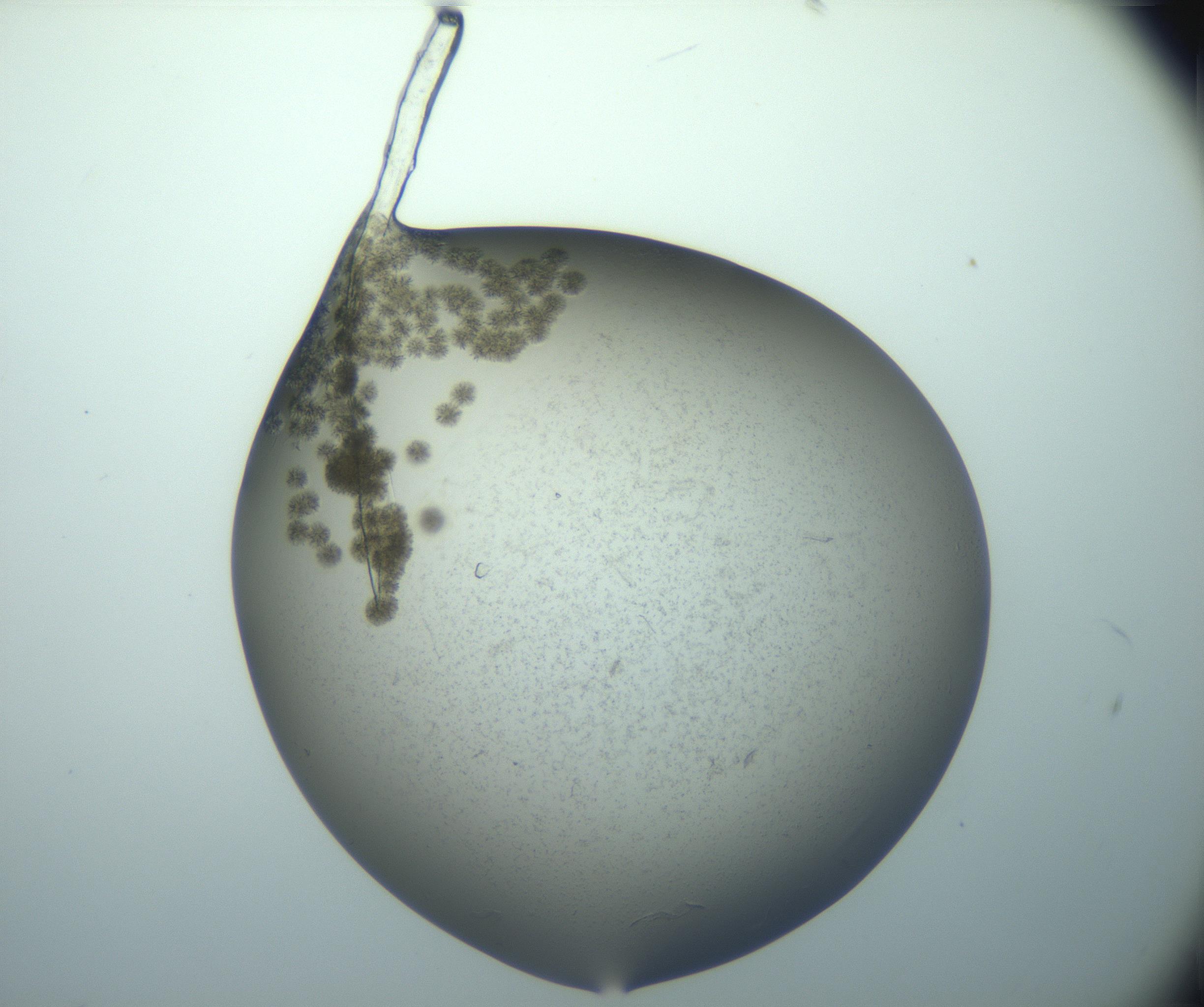 RI01_03_000_0212_Proj1_Clon1_MC_0000MC102994_005_161124_06_02_01_00_99_002_001_RAI.jpg