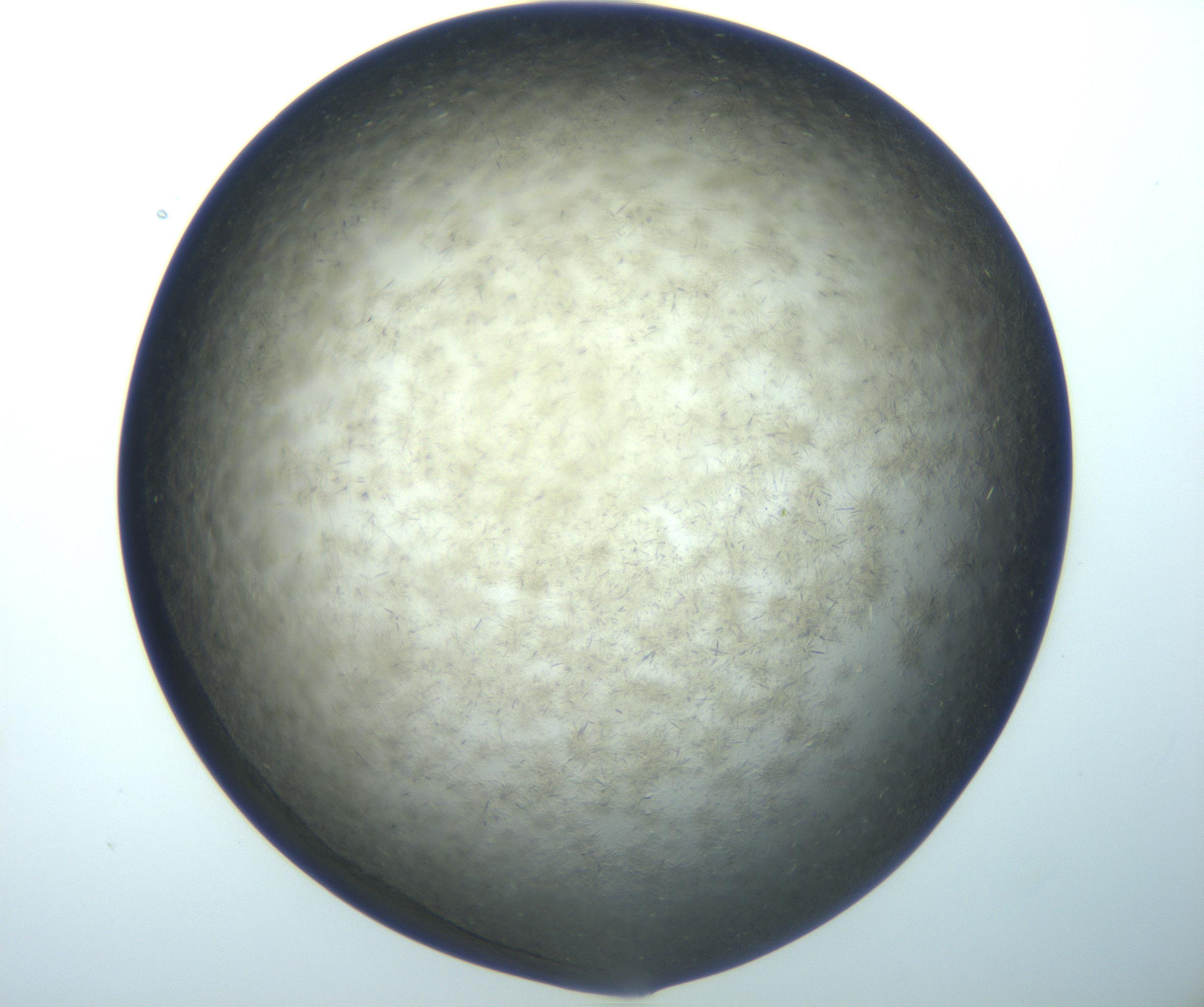 RI01_03_000_0212_Proj1_Clon1_MC_0000MC102994_005_161124_06_03_02_00_99_002_001_RAI.jpg