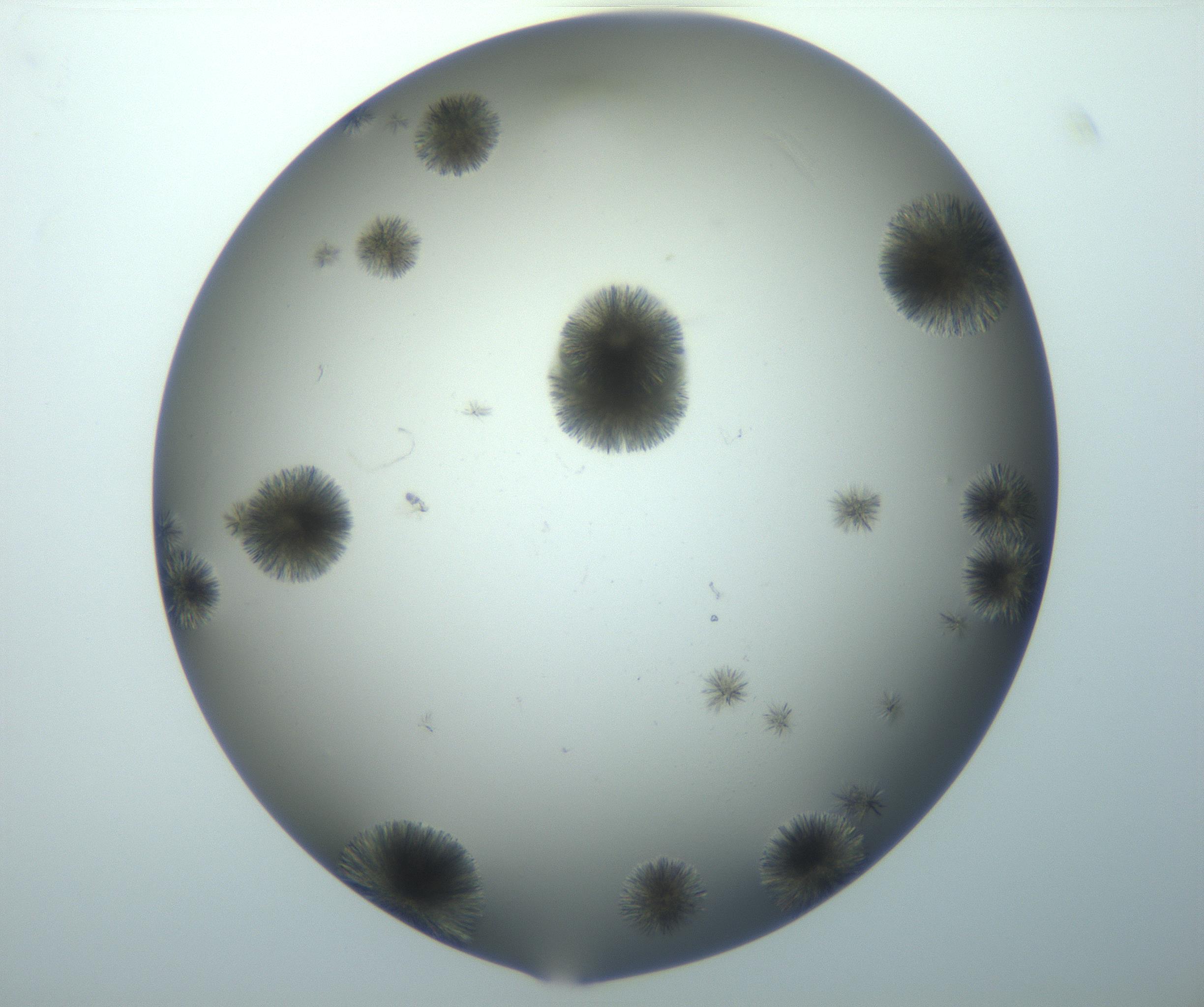 RI01_03_000_0212_Proj1_Clon1_MC_0000MC102994_005_161124_07_04_02_00_99_002_001_RAI.jpg