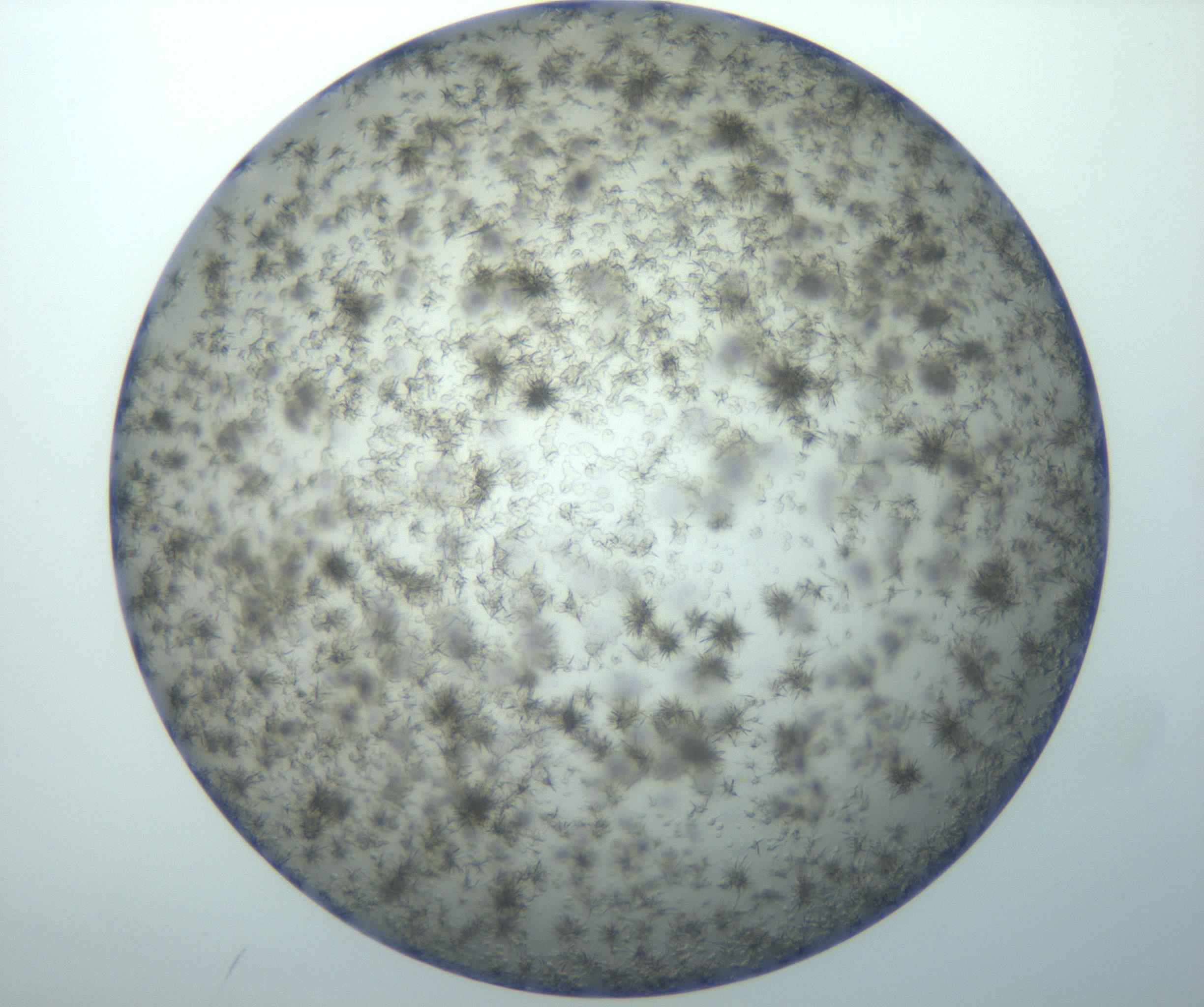 RI01_03_000_0212_Proj1_Clon1_MC_0000MC102994_005_161124_08_05_02_00_99_002_001_RAI.jpg