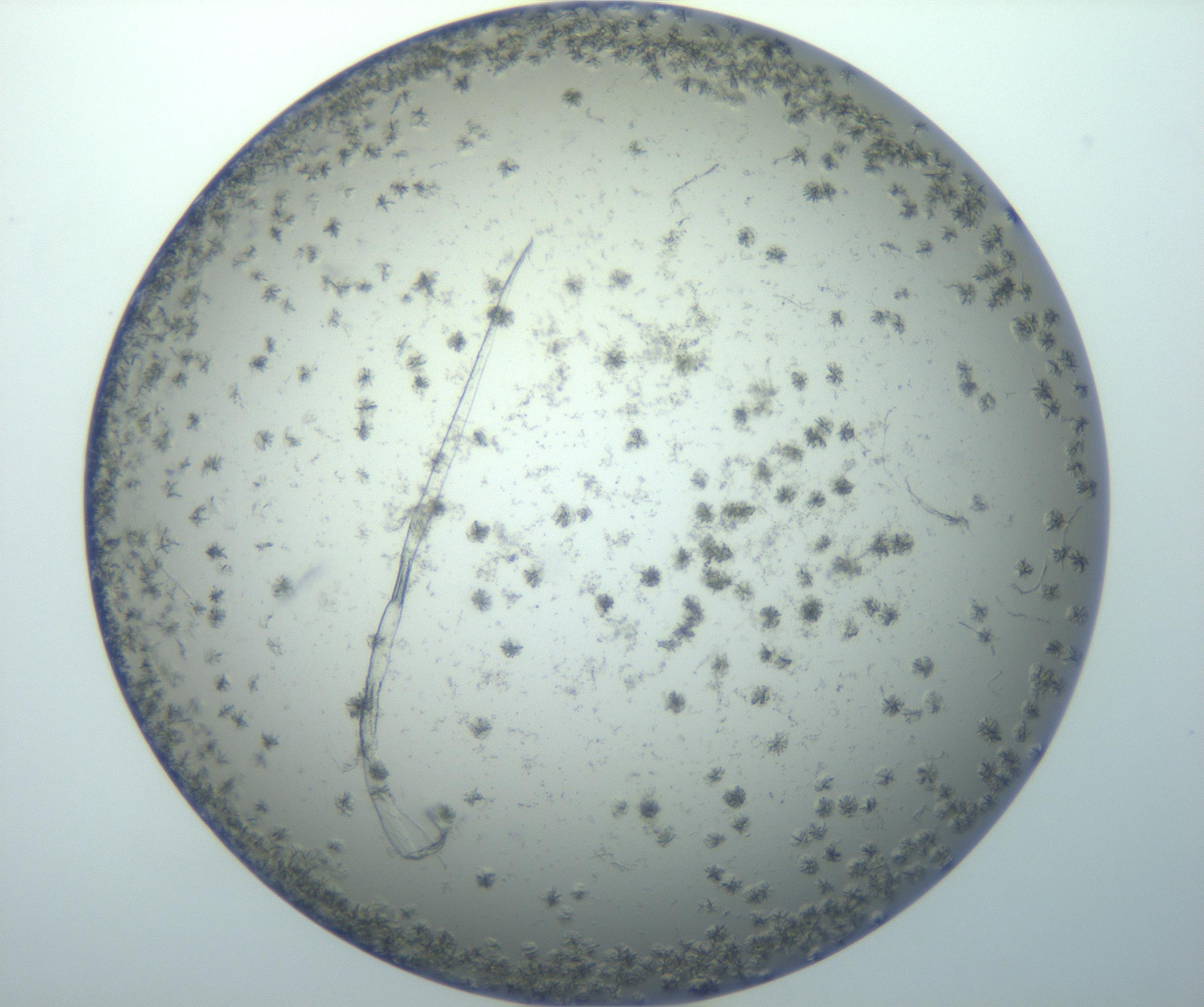 RI01_03_000_0212_Proj1_Clon1_MC_0000MC102995_005_161124_05_07_01_00_99_002_001_RAI.jpg