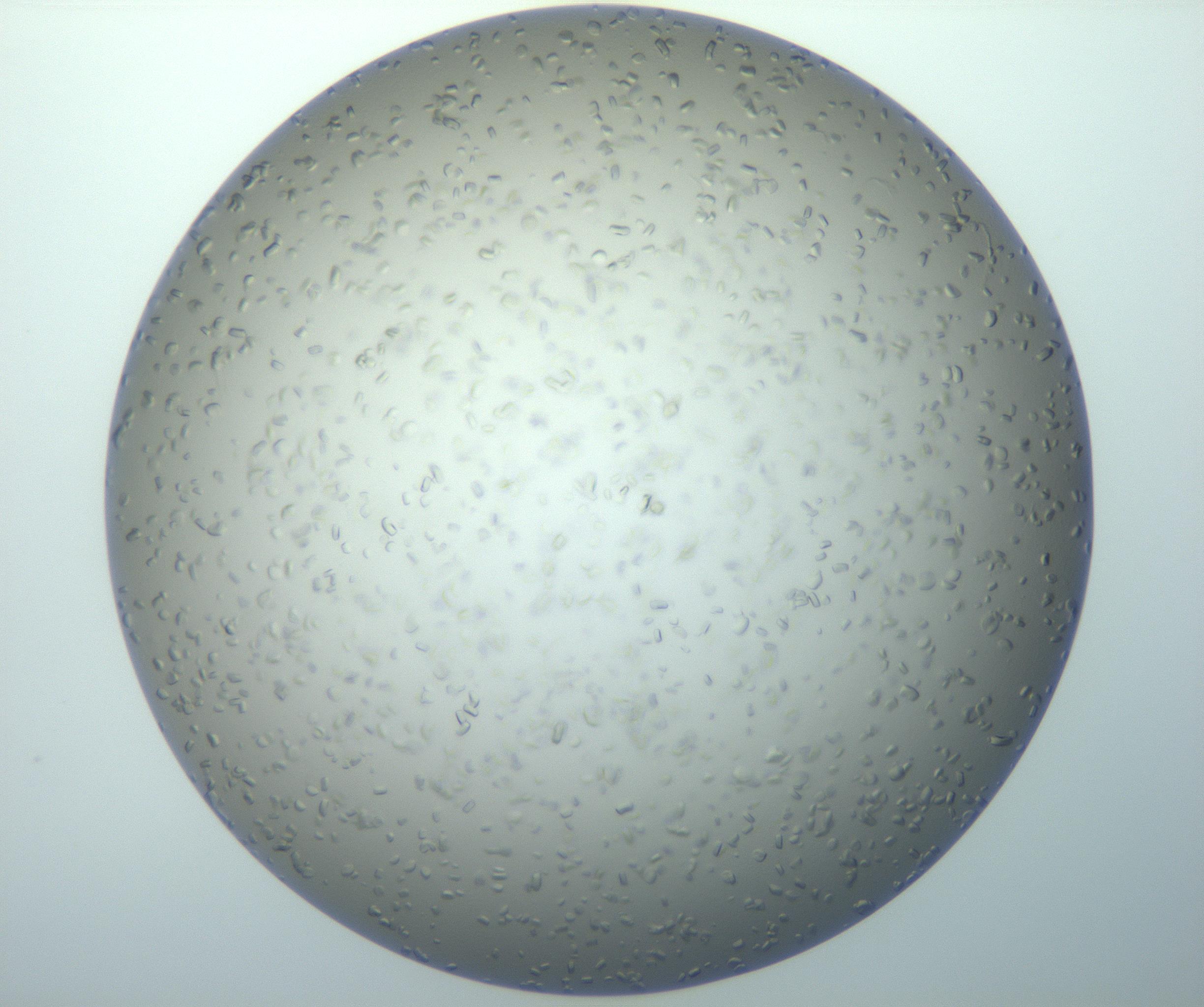 RI01_03_000_0212_Proj1_Clon1_MC_0000MC102995_005_161124_10_04_01_00_99_002_001_RAI.jpg