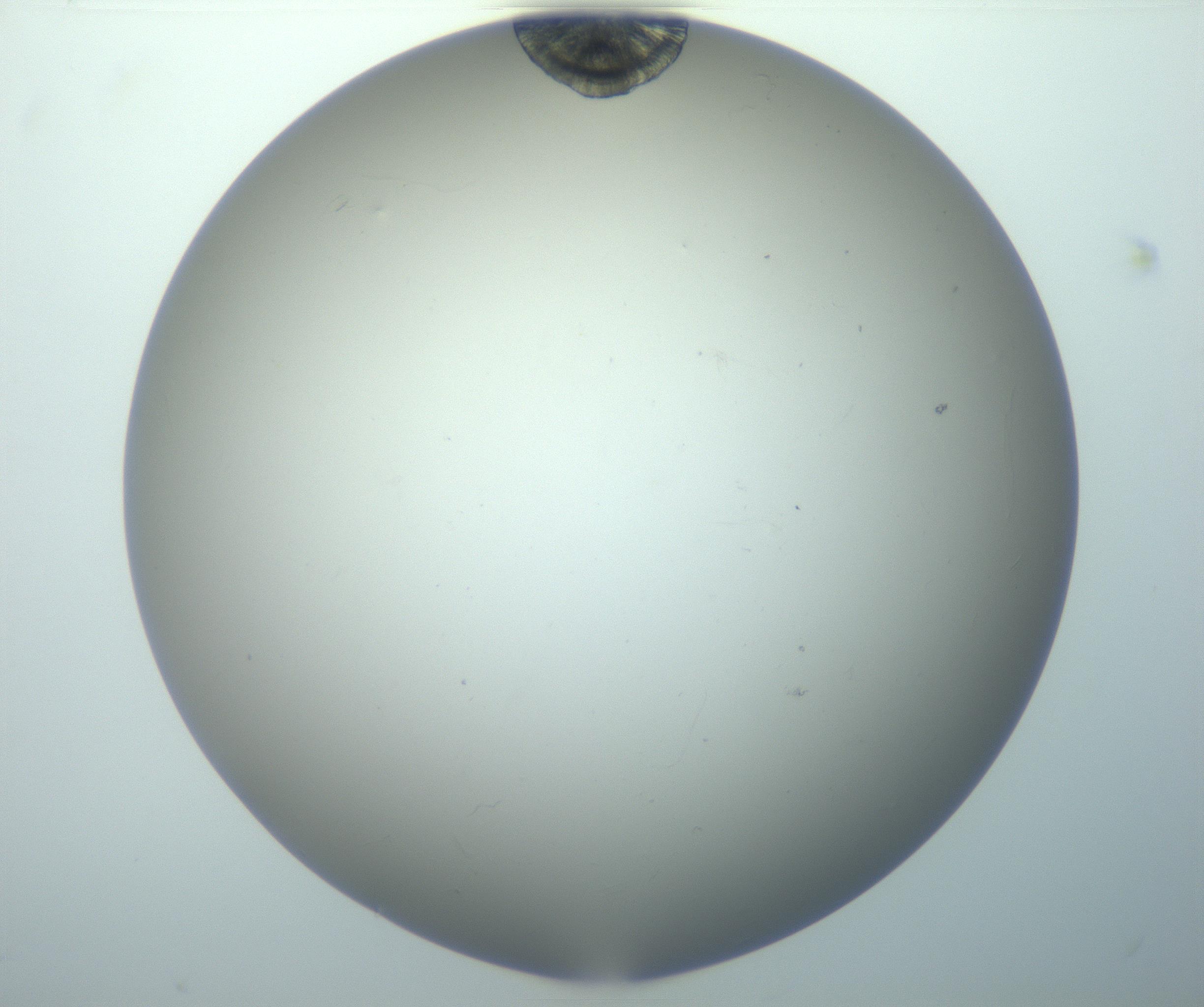 RI01_03_000_0212_Proj1_Clon1_MC_0000MC102995_005_161124_11_05_01_00_99_002_001_RAI.jpg