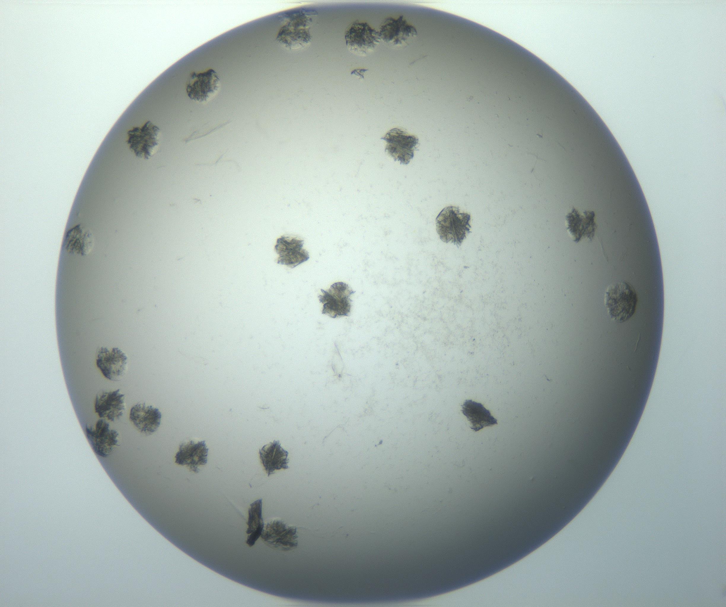 RI01_03_000_0212_Proj1_Clon1_MC_0000MC102995_005_161124_12_06_01_00_99_002_001_RAI.jpg