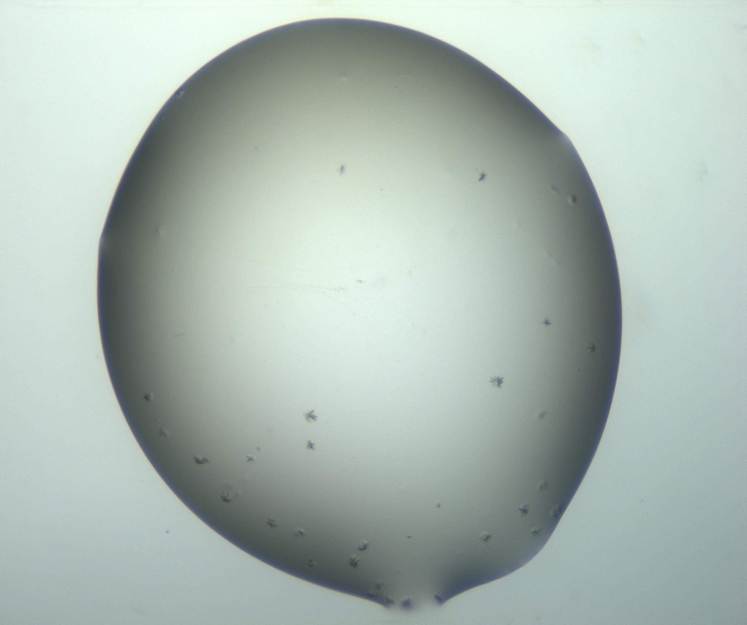 RI01_03_000_0212_Proj1_Clon1_MC_0000MC102996_003_161120_09_01_01_00_99_002_001_RAI.jpg