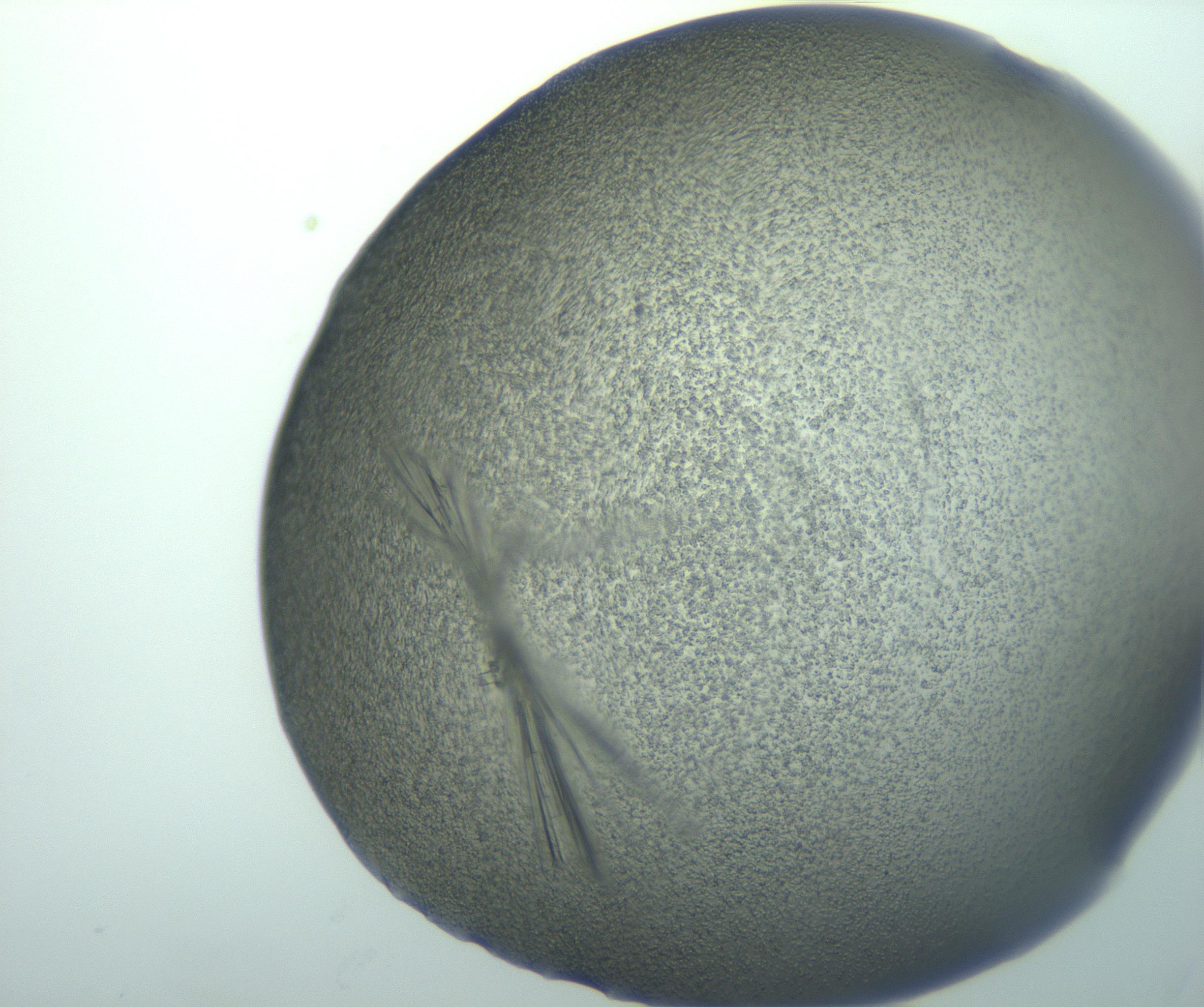 RI01_03_000_0212_Proj1_Clon1_MC_0000MC103002_005_161120_04_07_01_00_99_002_001_RAI.jpg