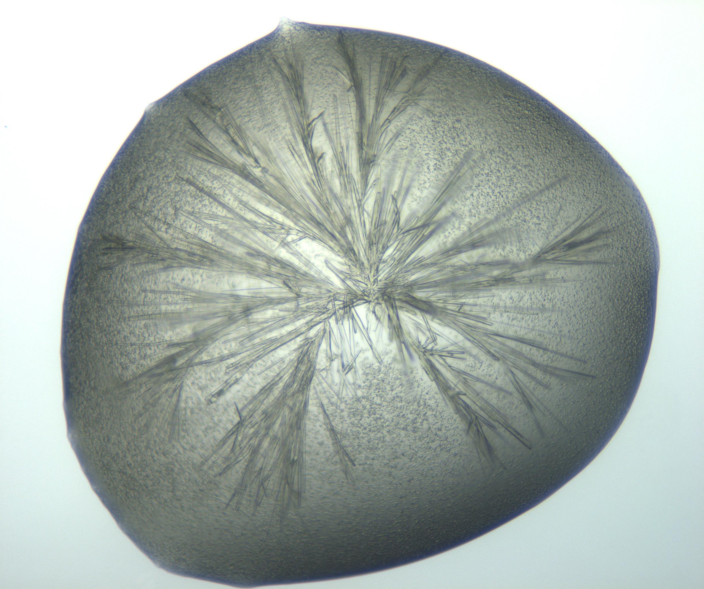 RI01_03_000_0212_Proj1_Clon1_MC_0000MC103002_005_161120_11_08_01_00_99_002_001_RAI.jpg