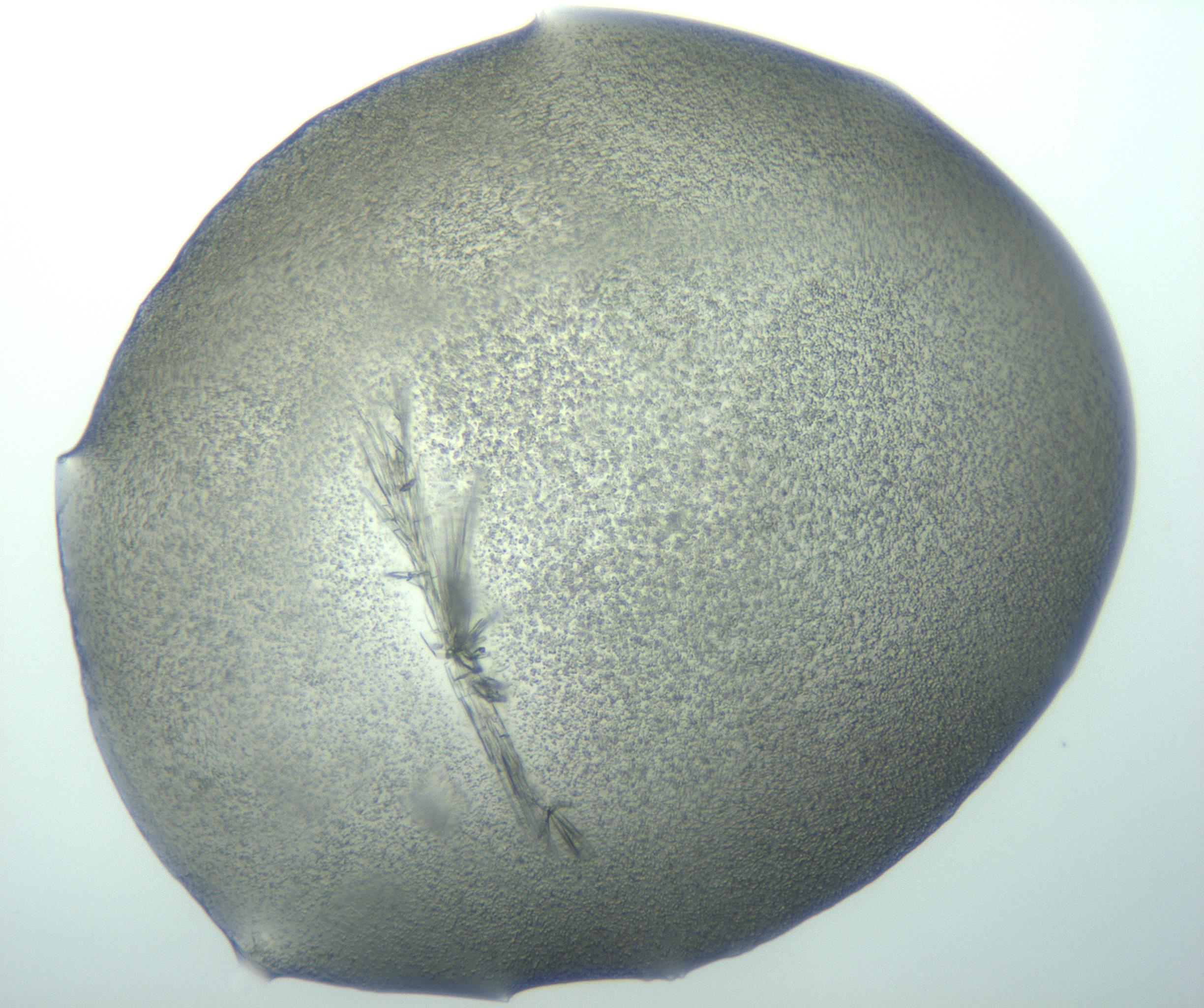 RI01_03_000_0212_Proj1_Clon1_MC_0000MC103002_005_161120_12_08_01_00_99_002_001_RAI.jpg