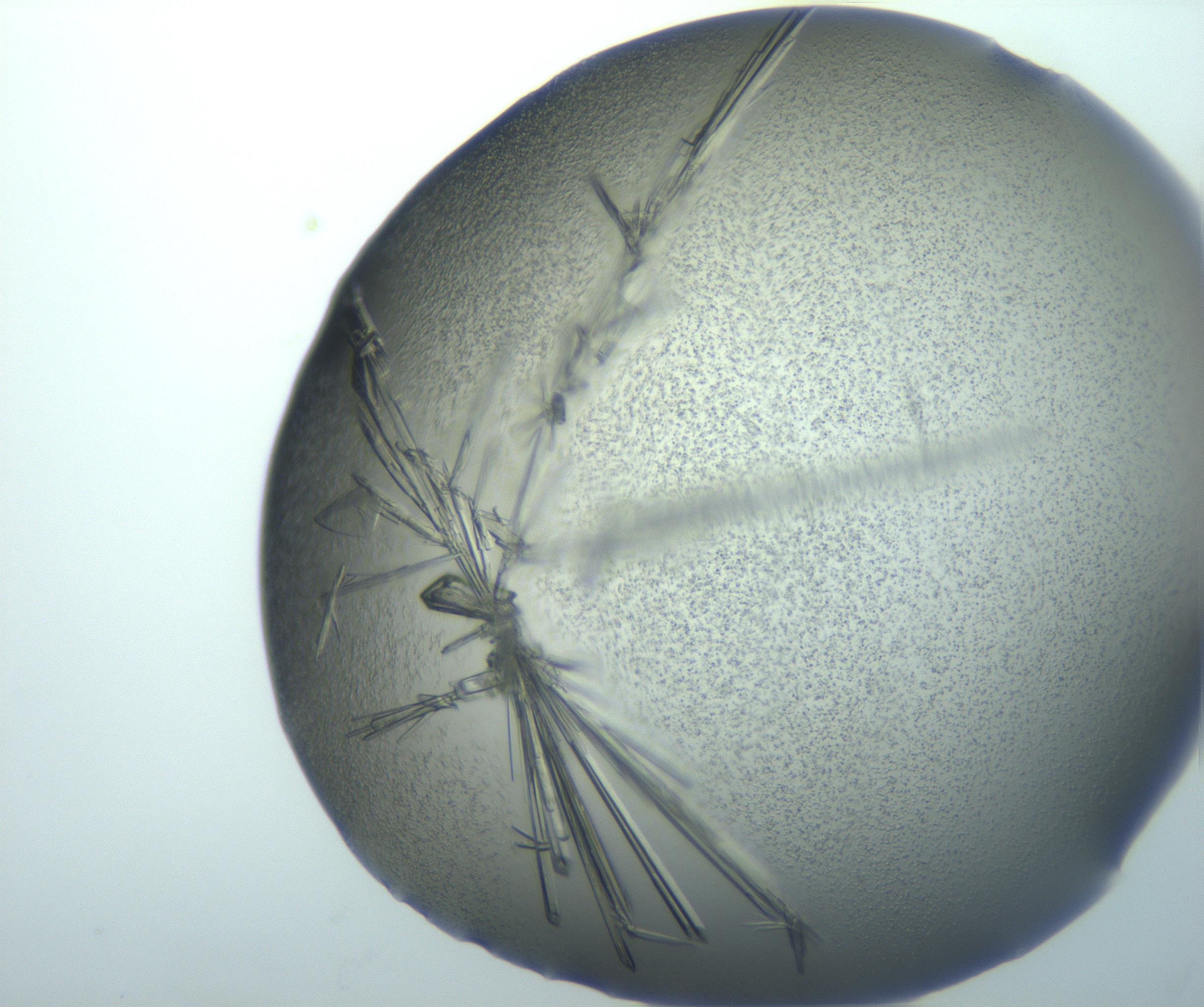 RI01_03_000_0212_Proj1_Clon1_MC_0000MC103002_009_161127_04_07_01_00_99_002_001_RAI.jpg