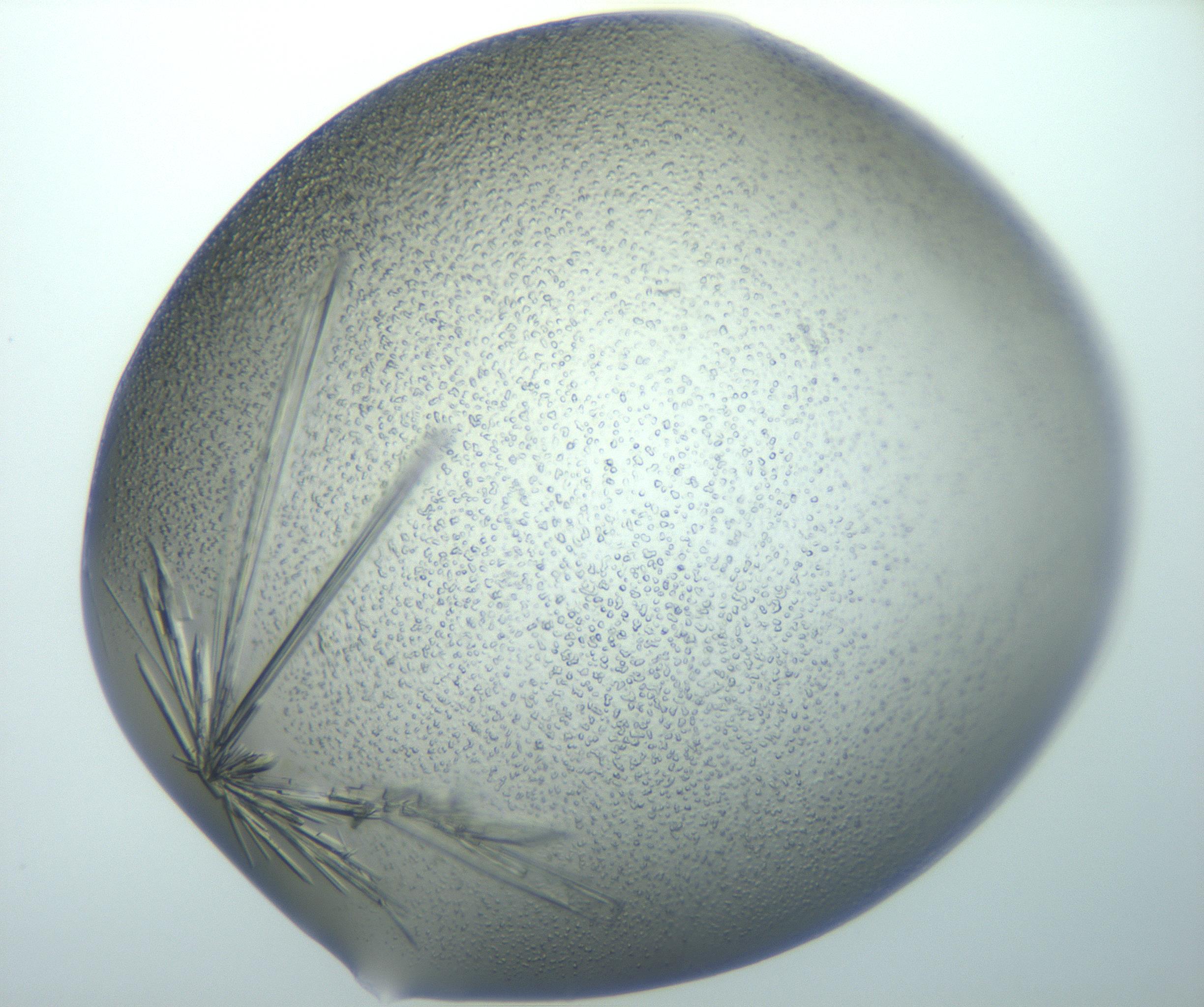 RI01_03_000_0212_Proj1_Clon1_MC_0000MC103002_009_161127_04_07_02_00_99_002_001_RAI.jpg