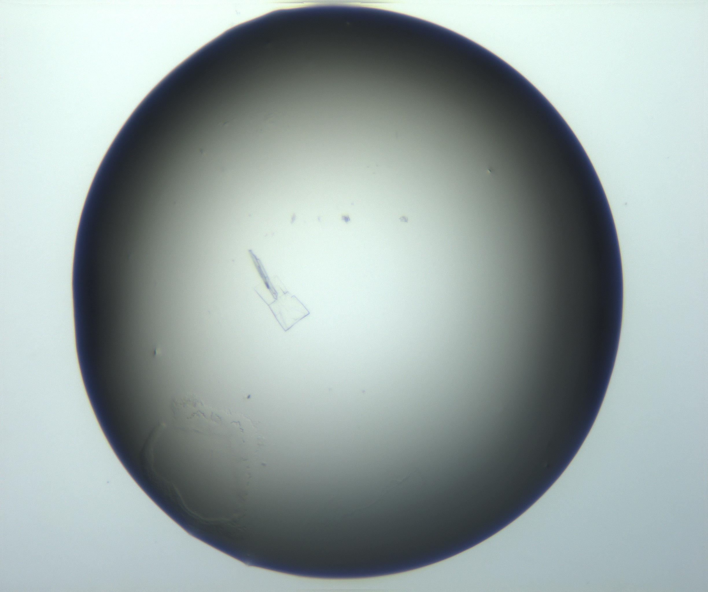 RI01_03_000_0212_Proj1_Clon1_MC_0000MC103002_009_161127_10_04_01_00_99_002_001_RAI.jpg
