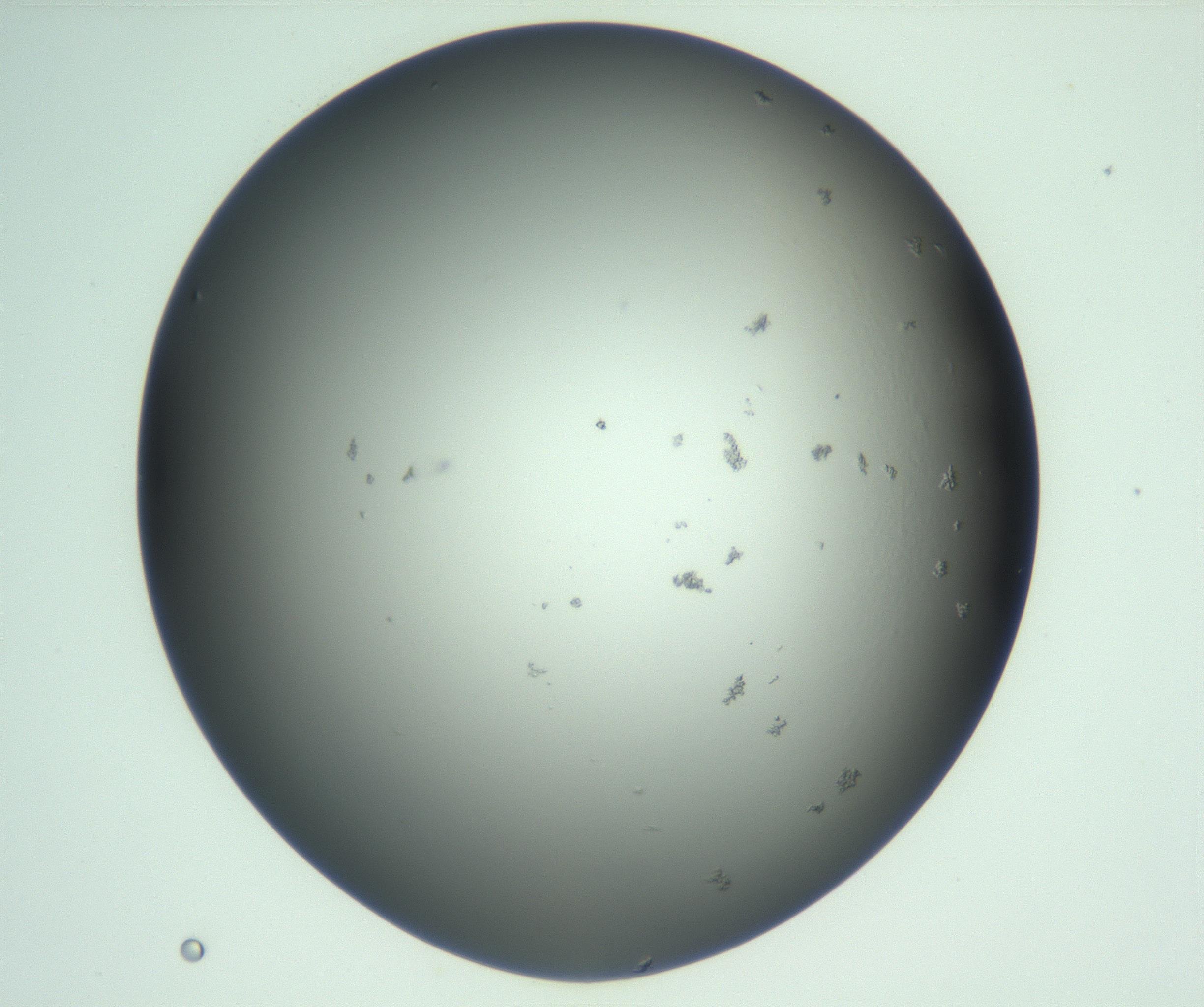 RI01_03_000_0212_Proj1_Clon1_MC_0000MC103003_005_161125_09_03_01_00_99_002_001_RAI.jpg