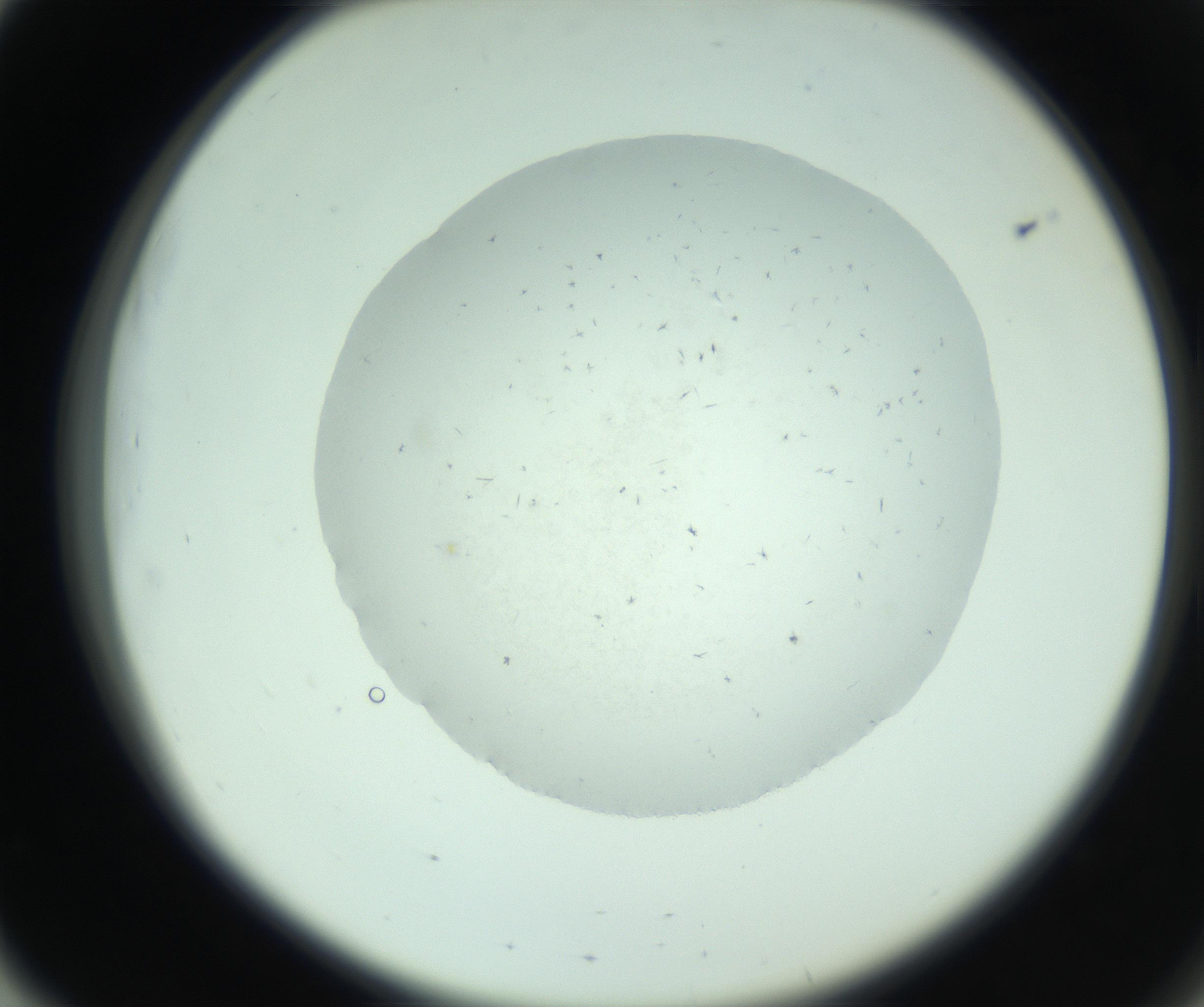 RI01_03_000_0212_Proj1_Clon1_MC_0000MC103005_003_161121_03_05_02_00_99_002_001_RAI.jpg