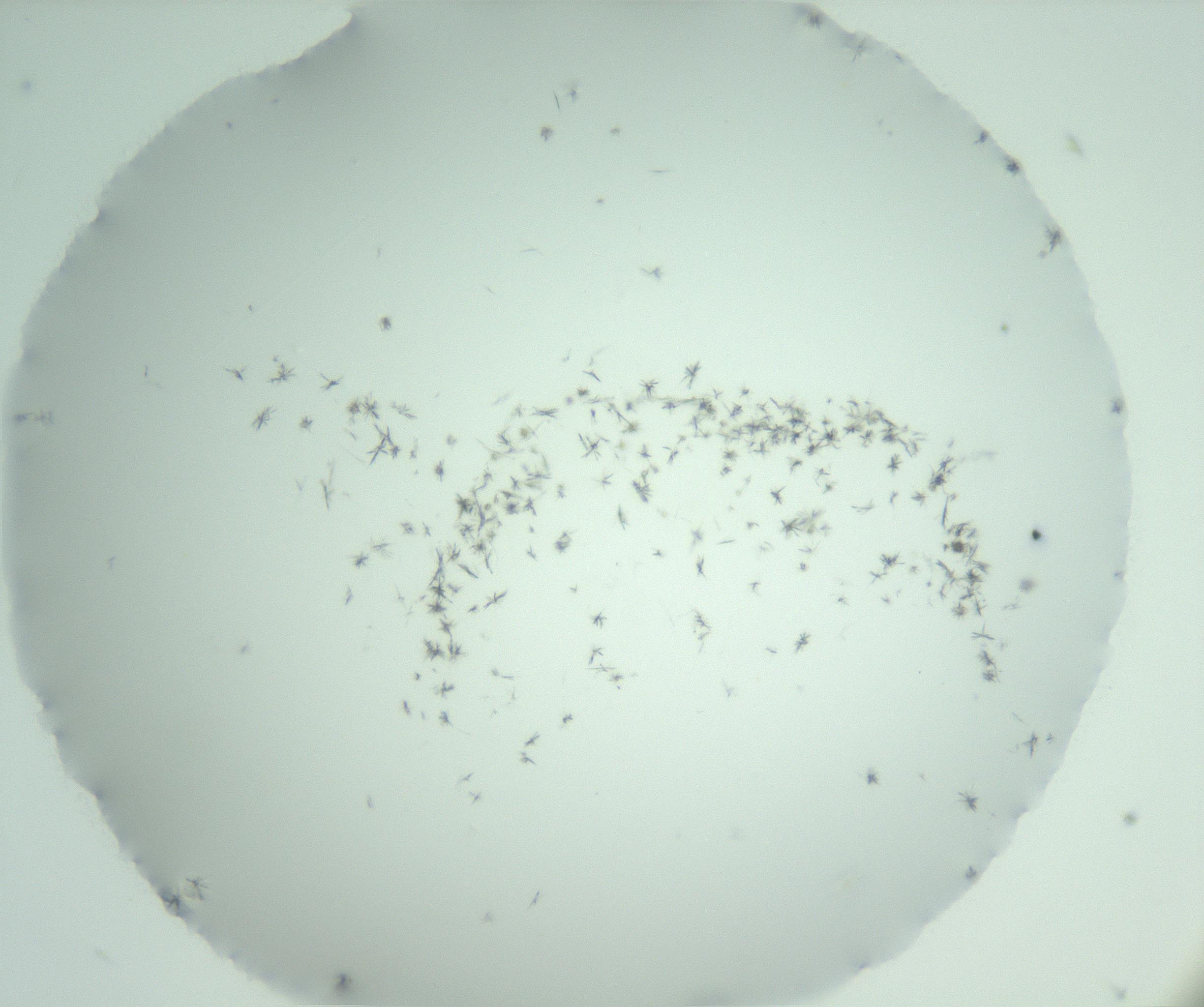 RI01_03_000_0212_Proj1_Clon1_MC_0000MC103005_003_161121_06_05_01_00_99_002_001_RAI.jpg