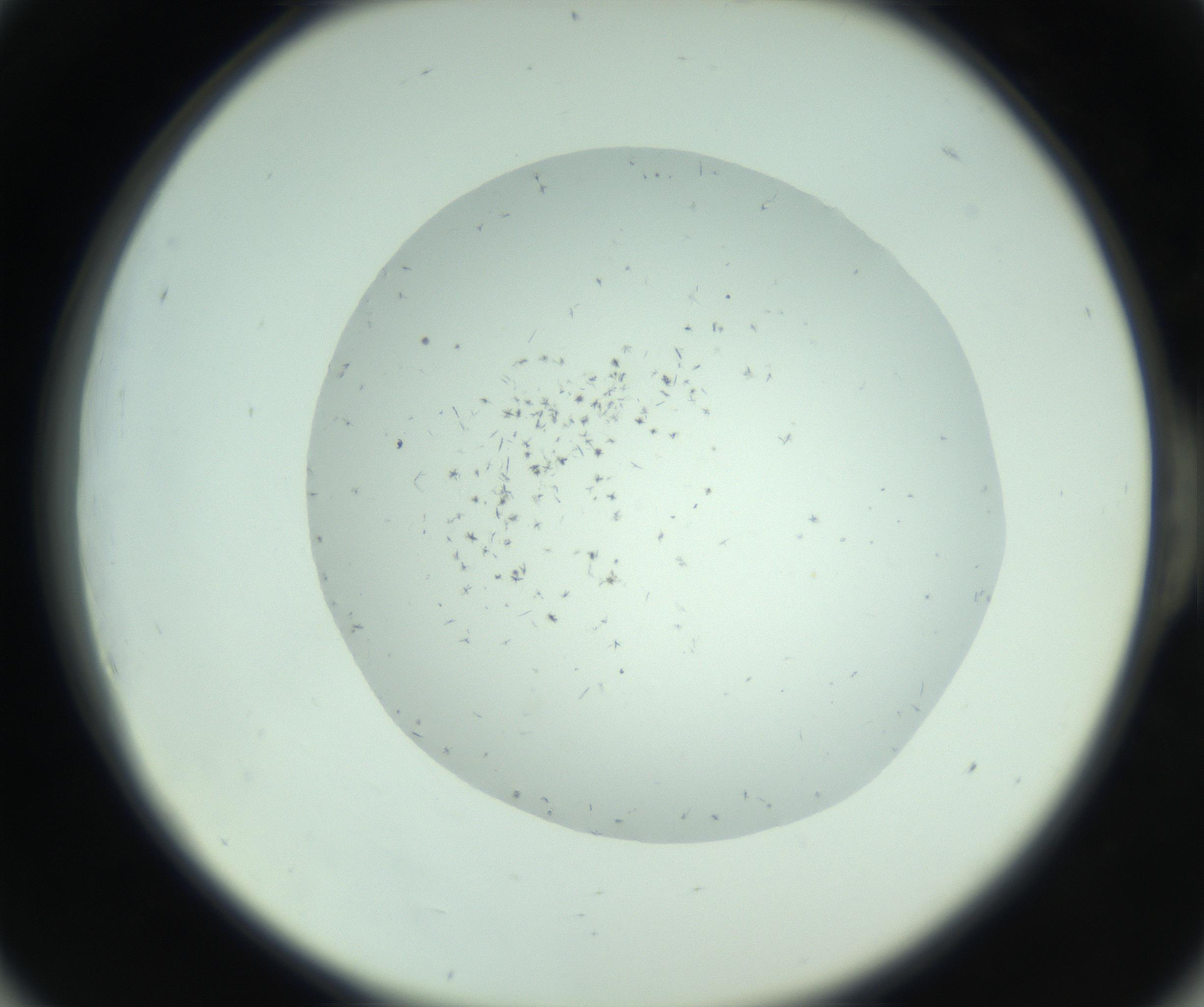RI01_03_000_0212_Proj1_Clon1_MC_0000MC103005_003_161121_06_05_02_00_99_002_001_RAI.jpg