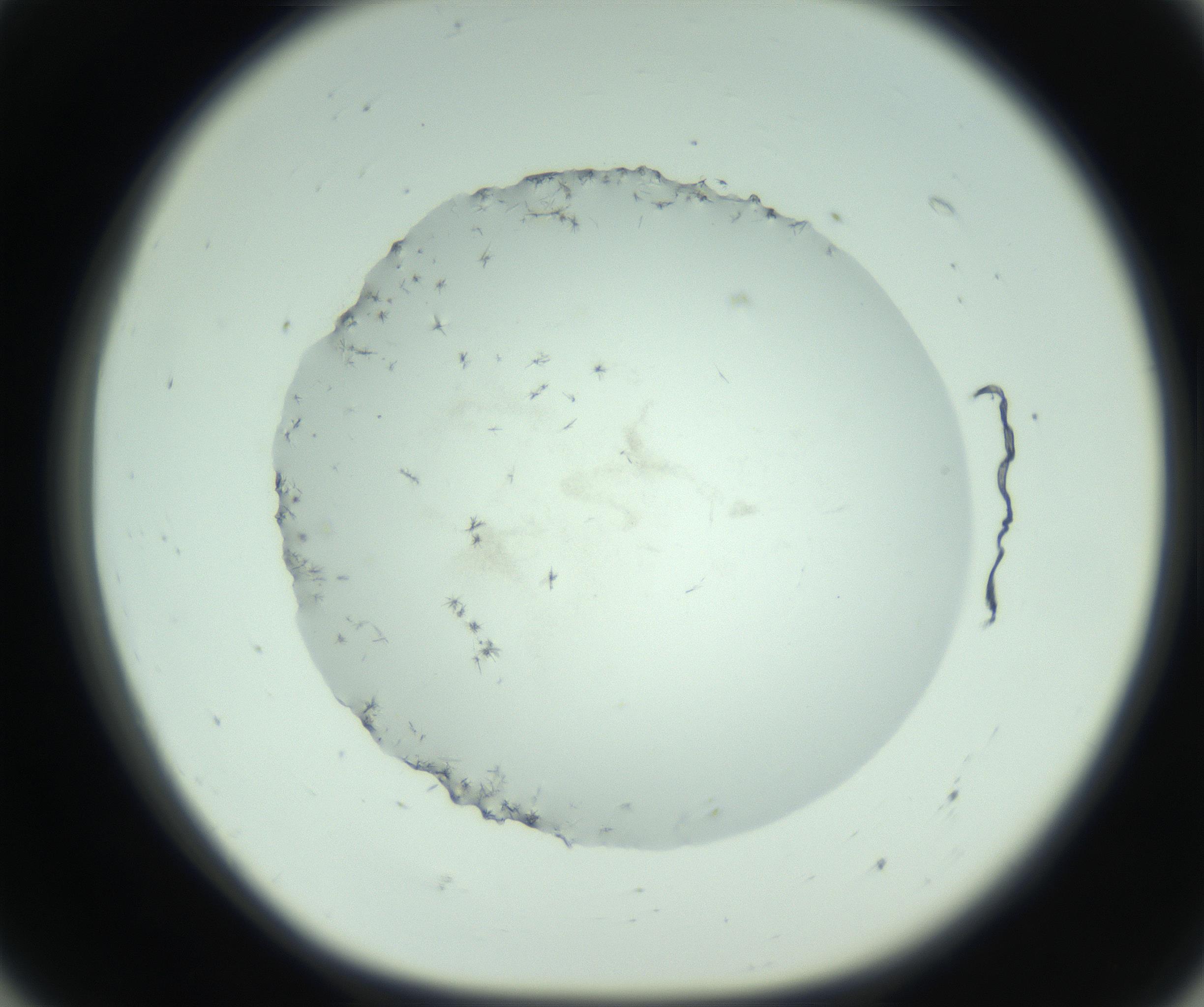 RI01_03_000_0212_Proj1_Clon1_MC_0000MC103005_003_161121_07_05_01_00_99_002_001_RAI.jpg