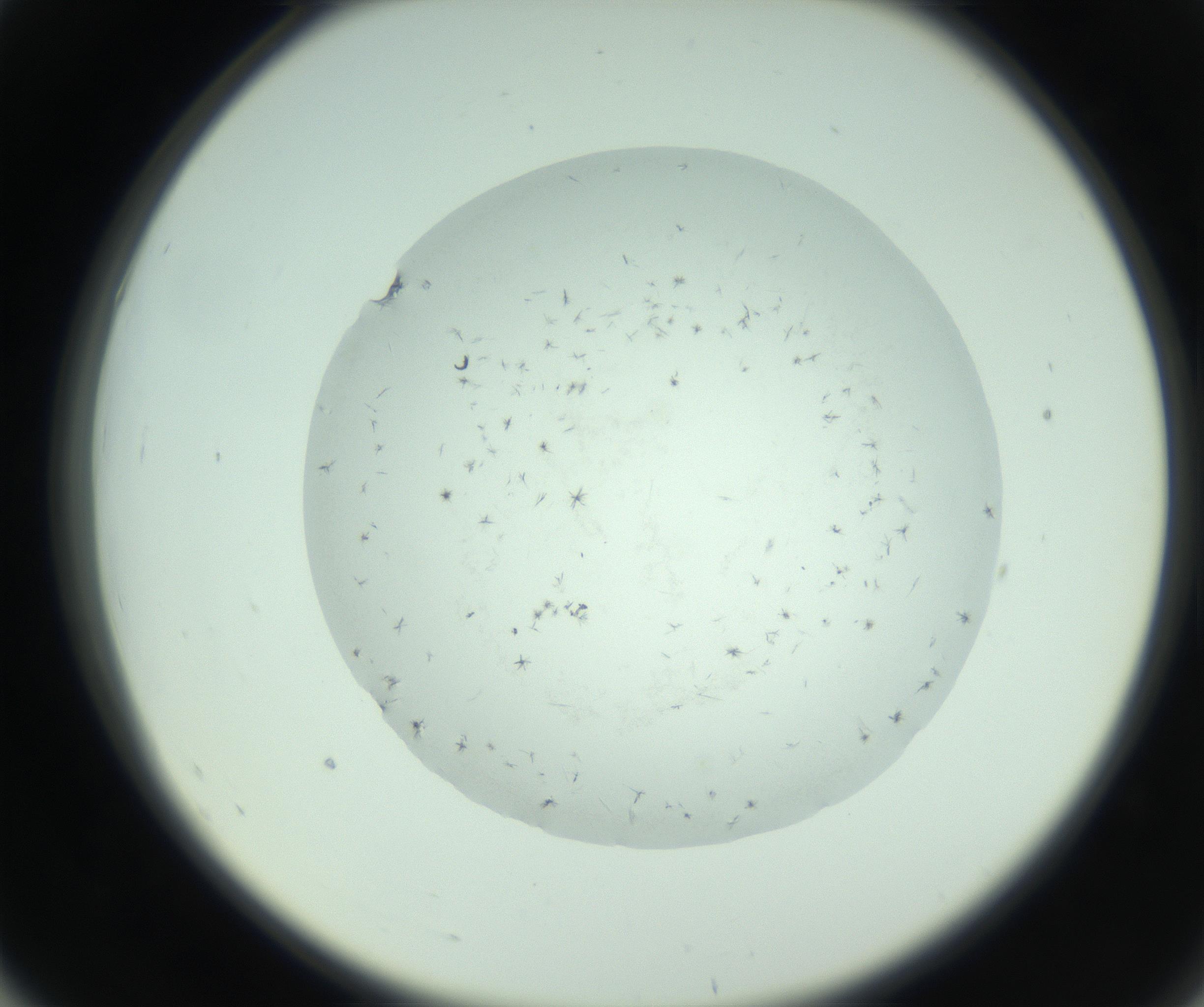 RI01_03_000_0212_Proj1_Clon1_MC_0000MC103005_003_161121_07_05_02_00_99_002_001_RAI.jpg