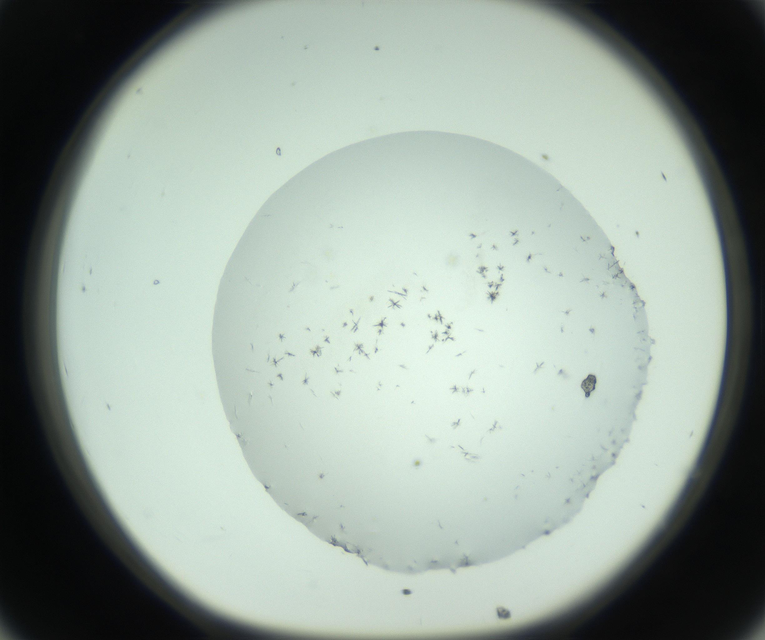 RI01_03_000_0212_Proj1_Clon1_MC_0000MC103005_003_161121_08_03_01_00_99_002_001_RAI.jpg