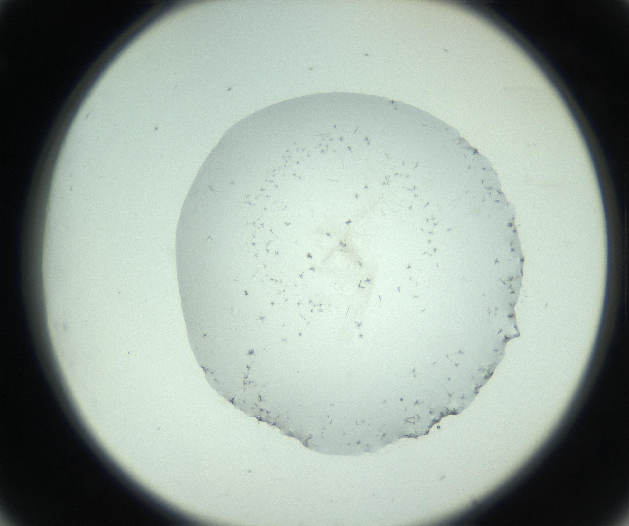 RI01_03_000_0212_Proj1_Clon1_MC_0000MC103005_003_161121_08_03_02_00_99_002_001_RAI.jpg